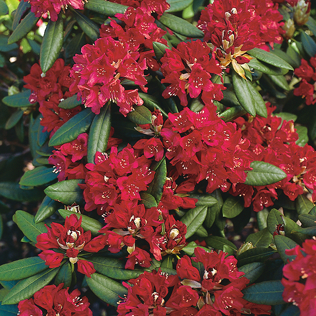Rhododendron Omnia Garden Nova Zembla Rödrosa Buske 30-40 cm