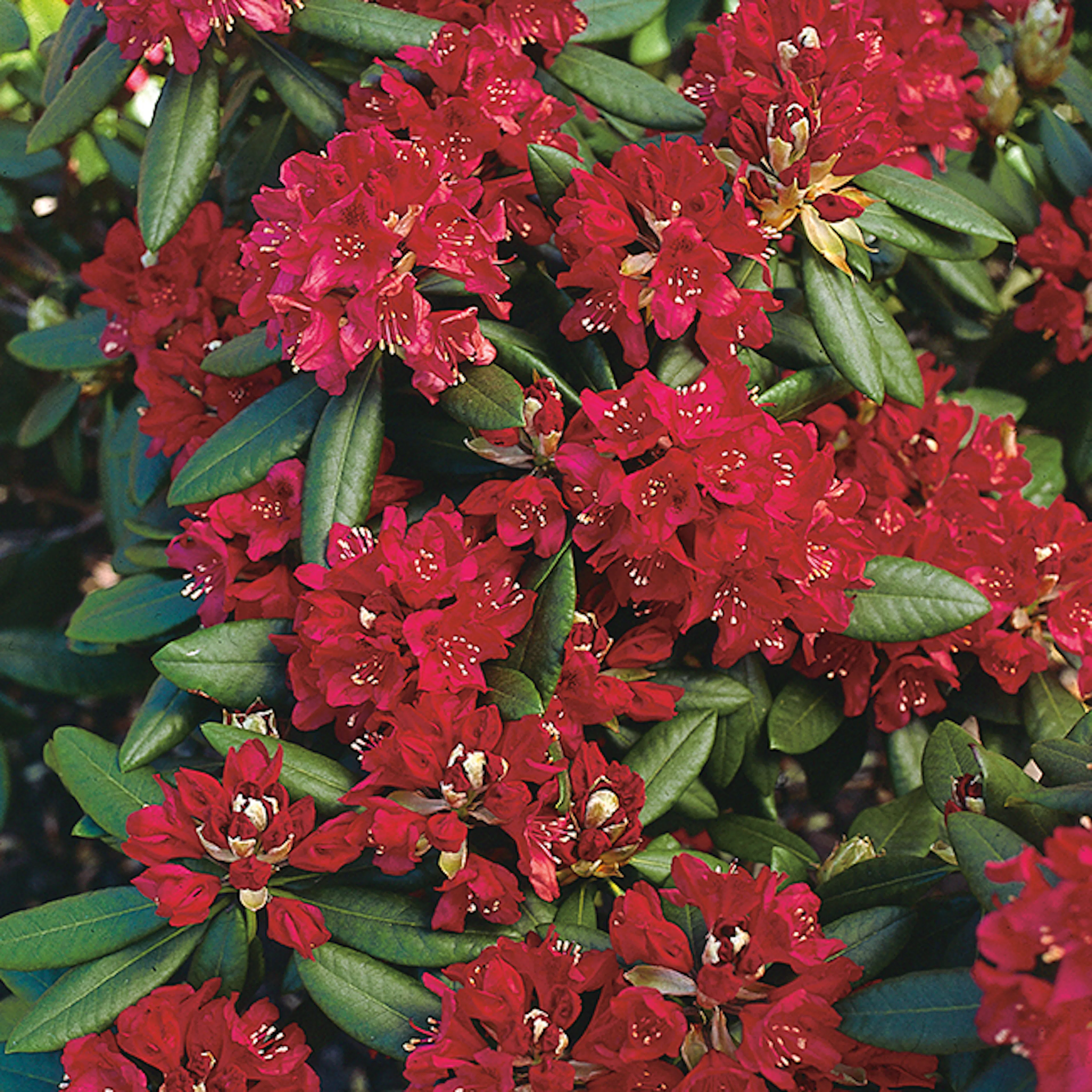 Rhododendron Omnia Garden Nova Zembla Rödrosa Buske 30-40 cm, 3 st/frp