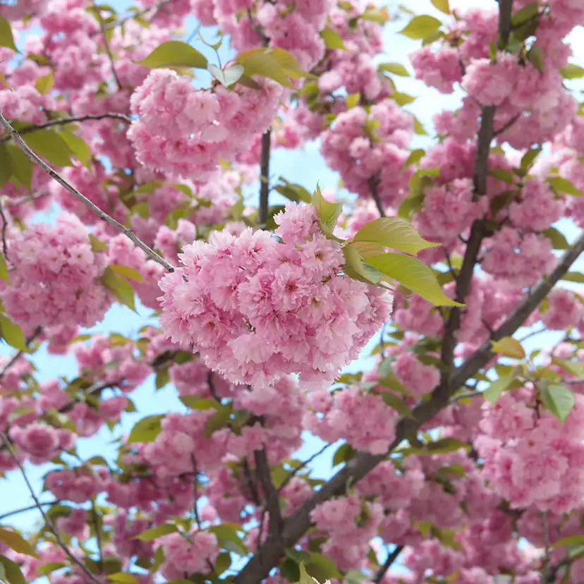 Prydnadsträd Japanskt körsbär Omnia Garden Prunus Kanzan 100-120 cm