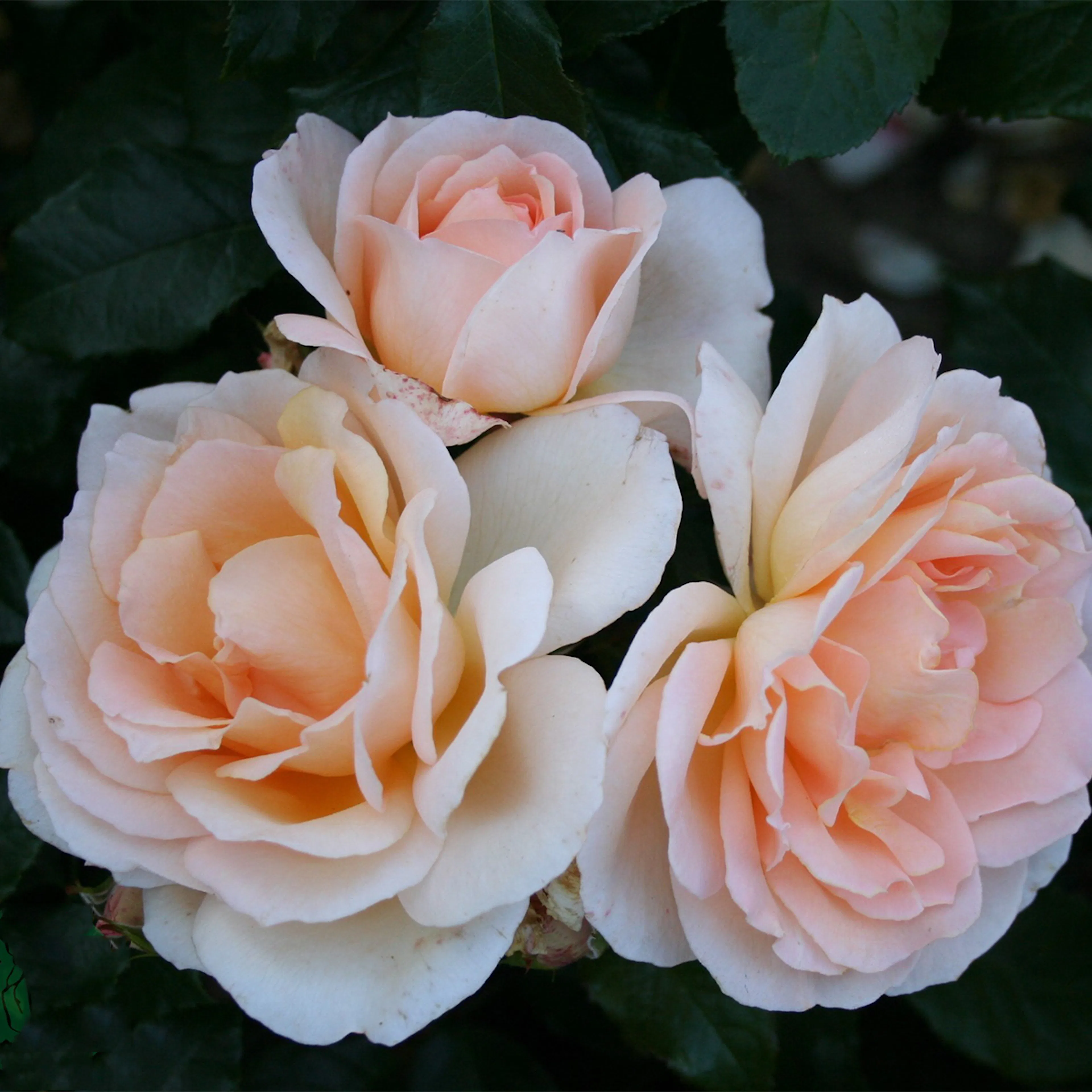 Rosa "Morten Korch", 5-pack 5-pack