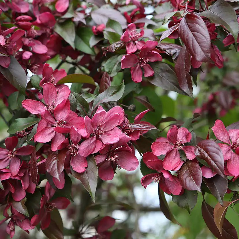 Prydnadsträd Purpurapel (Royalty) Omnia Garden 100-120 cm
