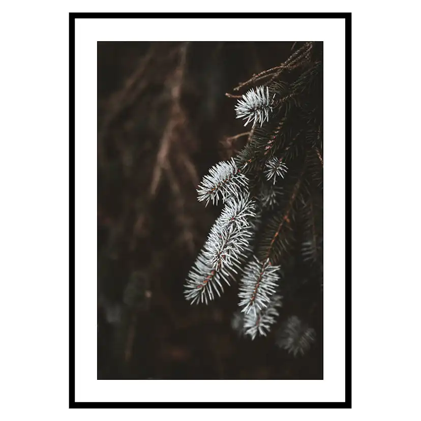 Poster Gallerix Fir Needle In White