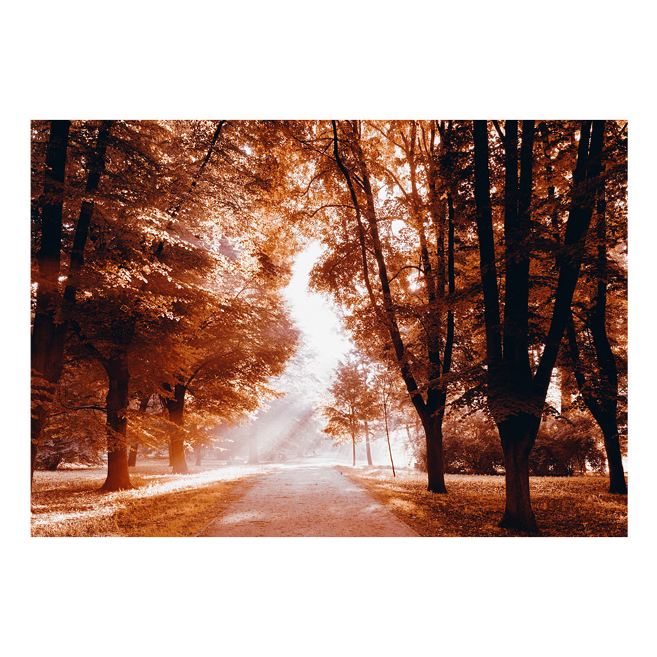 Fototapet Arkiio Autumn Park