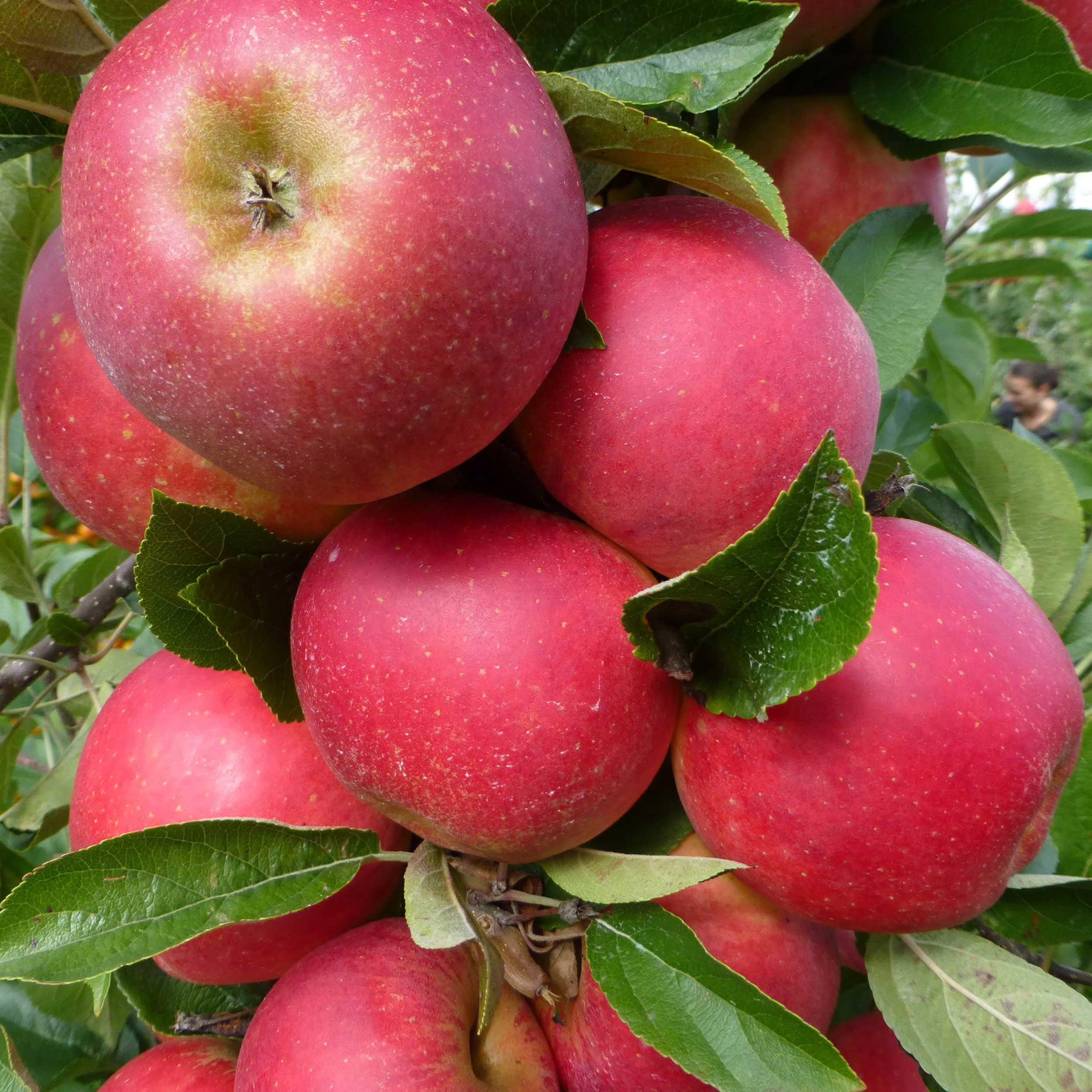 Äpple 'Agnes' E, co, inkl. uppbindnings kit Med uppbindningskit