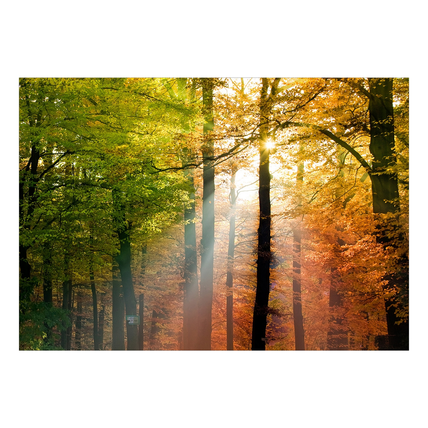 Fototapet Arkiio Självhäftande Forest Colours