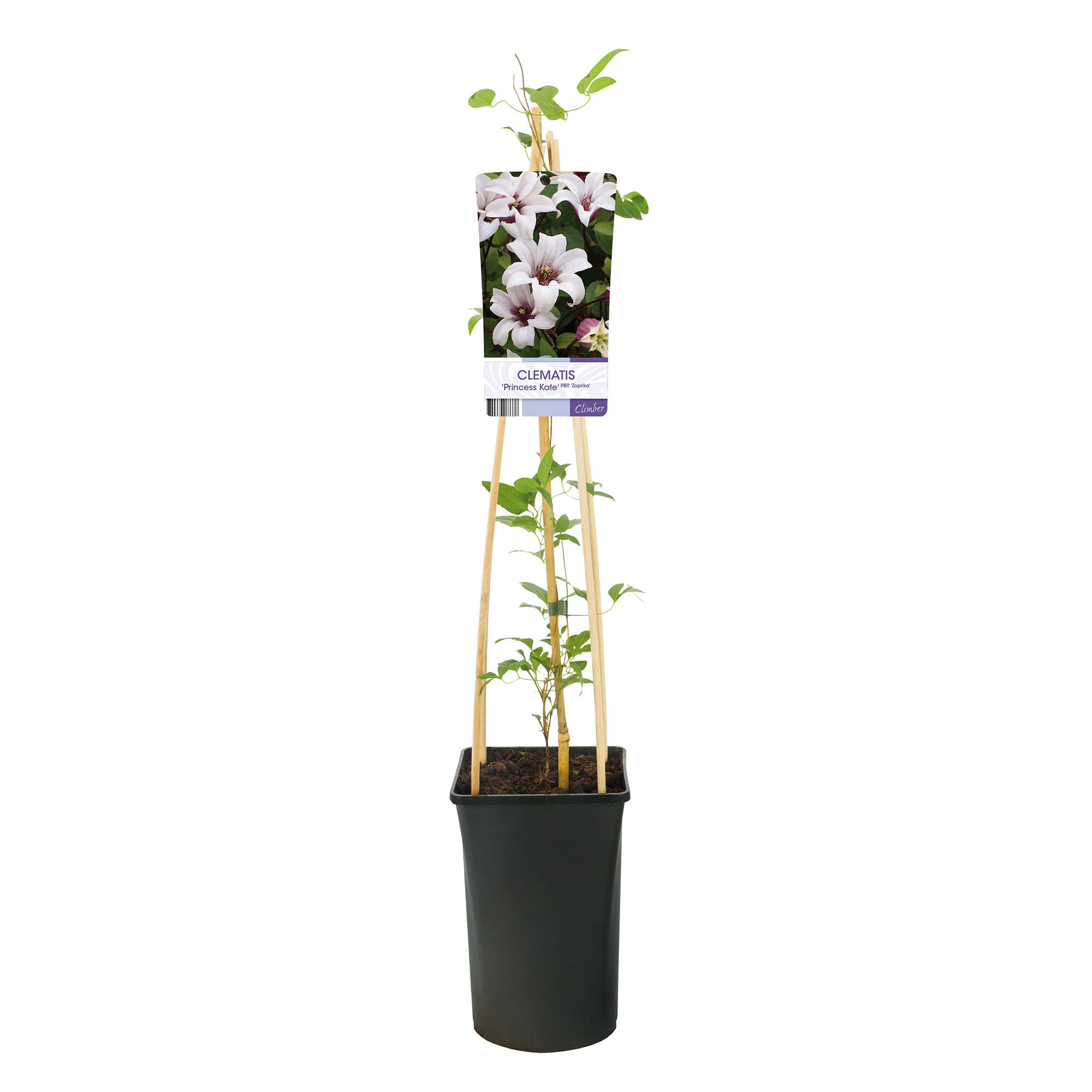 Klätterväxt Texensis Klematis Omnia Garden Princess Kate 40-60 cm