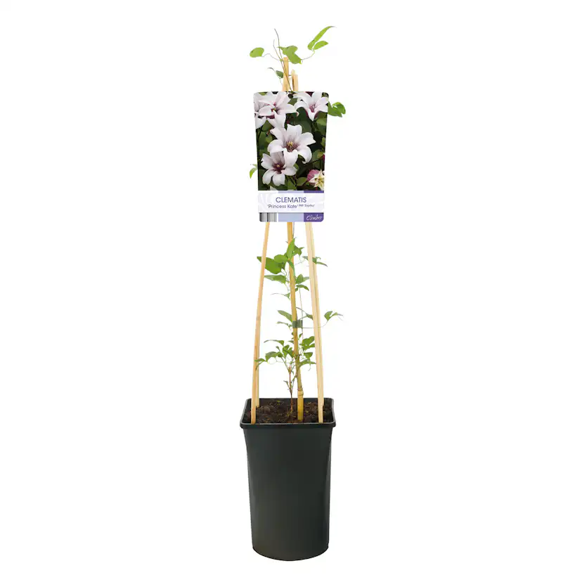 Klätterväxt Texensis Klematis Omnia Garden Princess Kate 40-60 cm