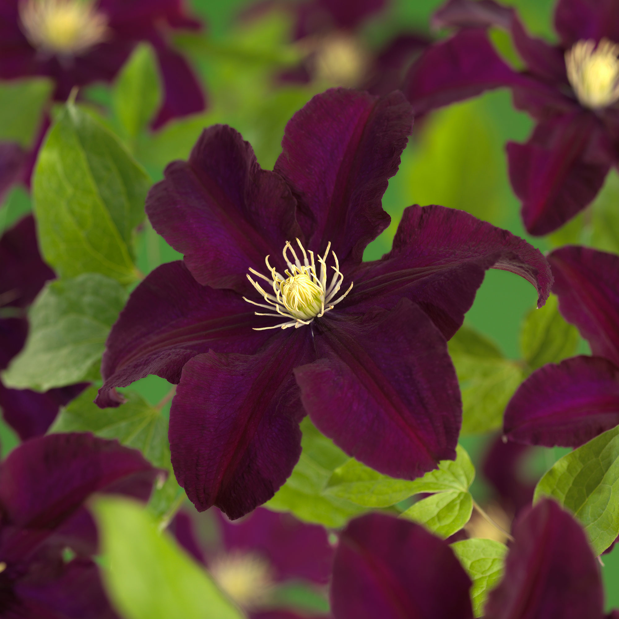 Klätterväxt Purpurvioletta Jackmanii Klematis Omnia Garden 40-60 cm