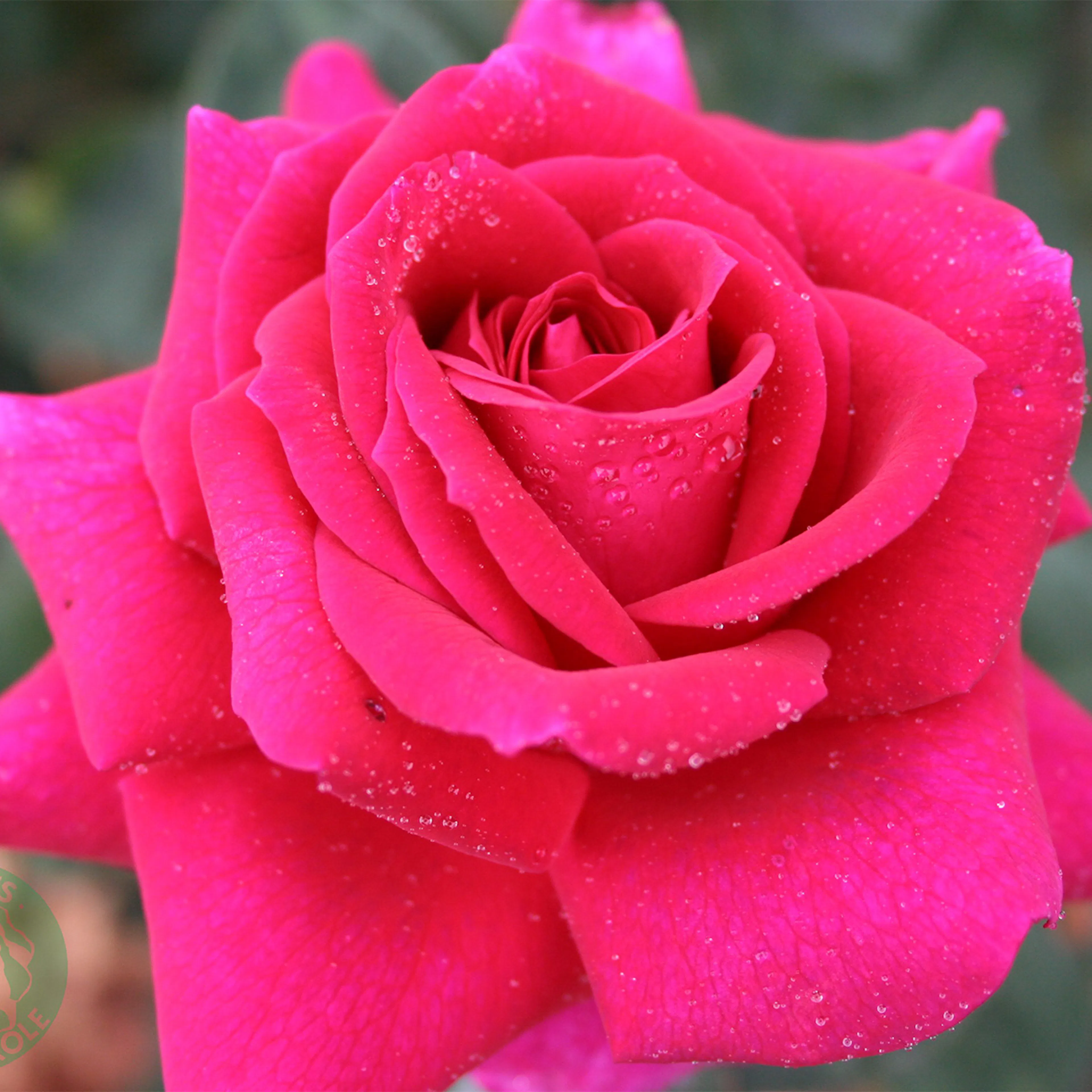 Rosa "Big Purple", 10-pack 10-pack