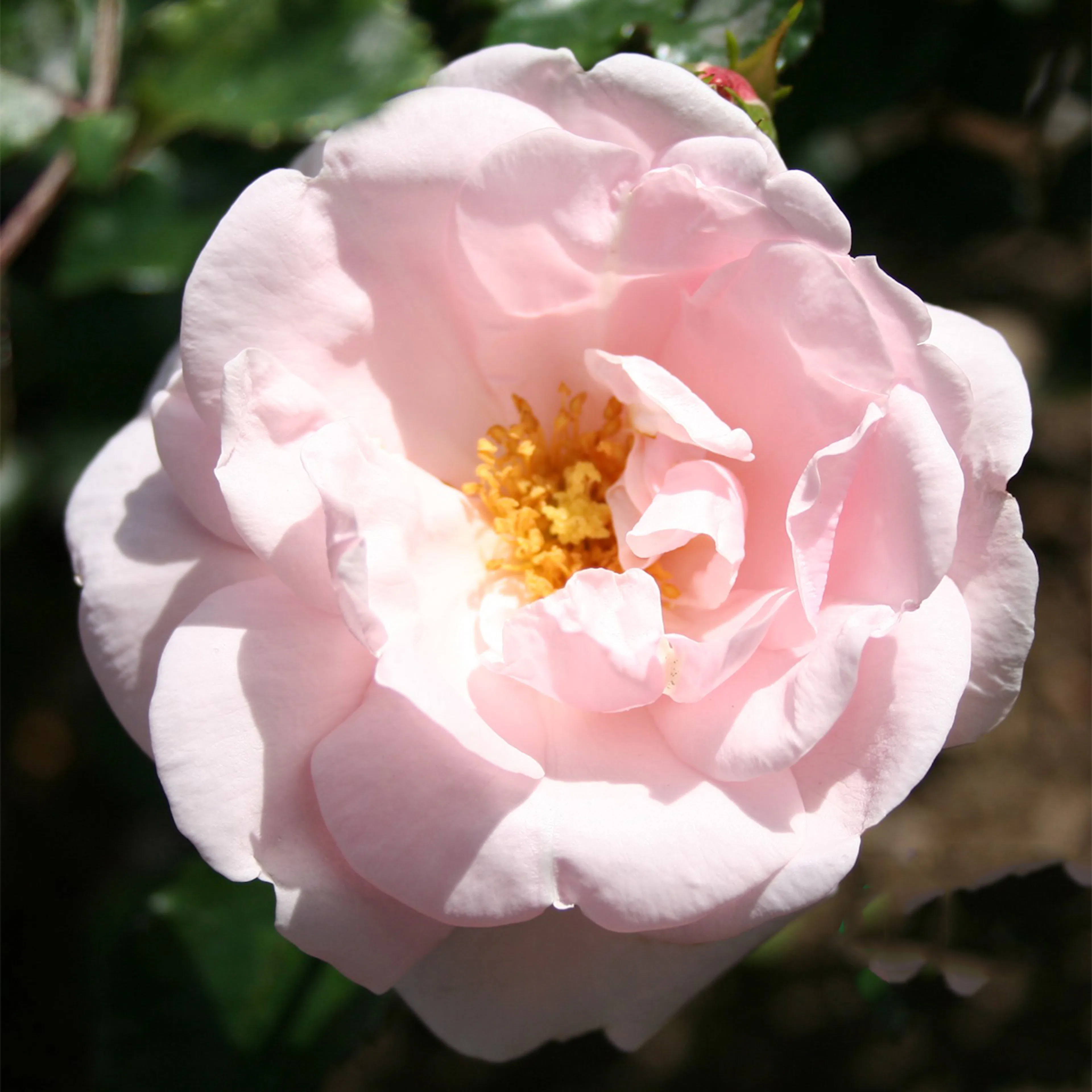 Rosa "New Dawn", 10-pack 10-pack