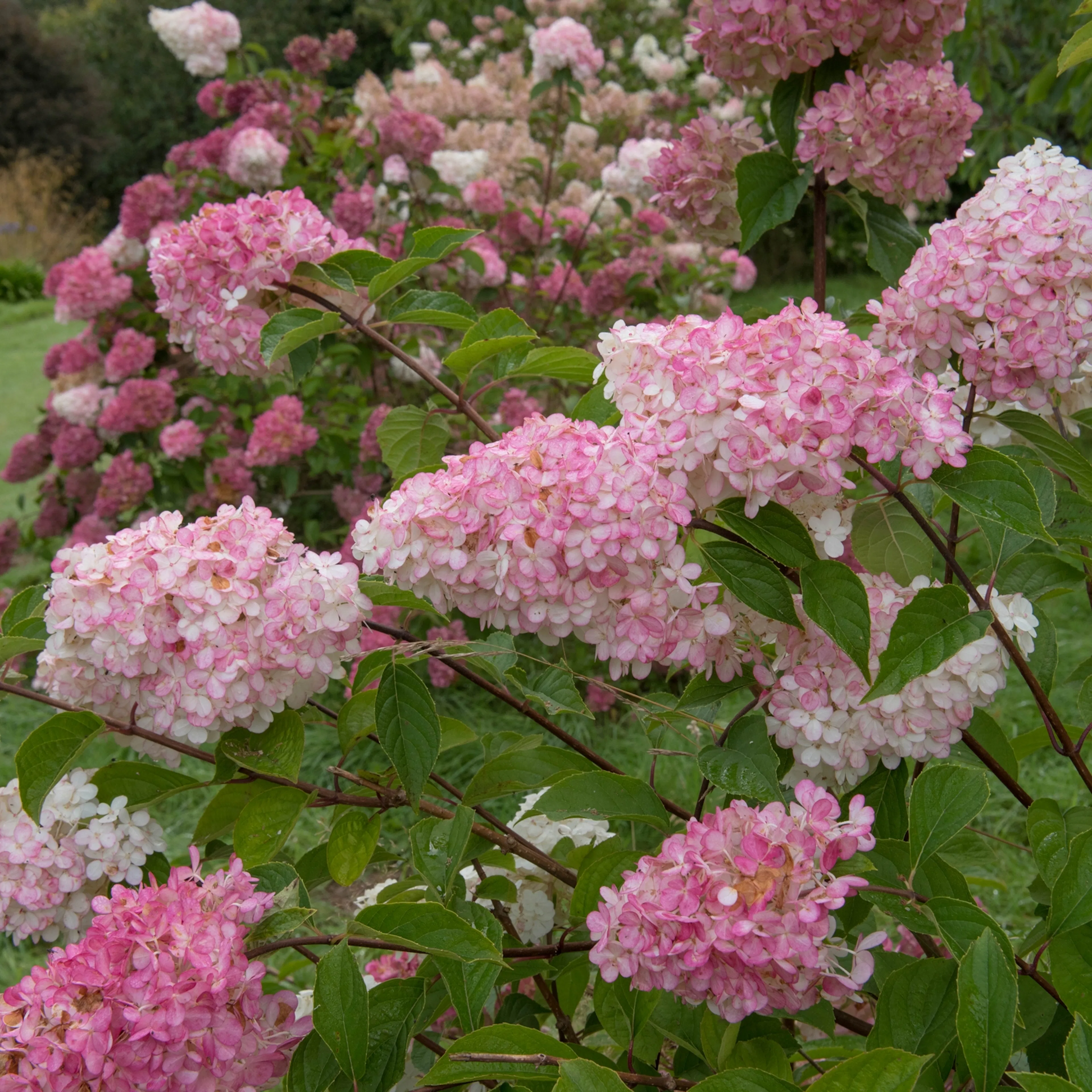 Prydnadsbuske Omnia Garden Hortensia Vanille Fraise Vipphortensia
