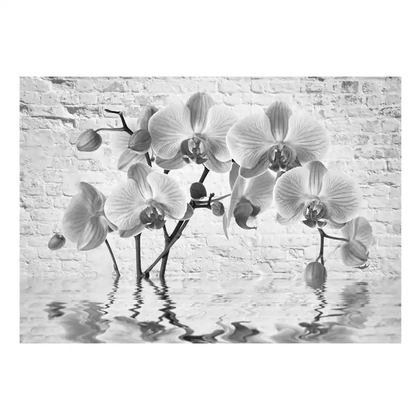 Fototapet Arkiio Orchid In Shades Of Gray