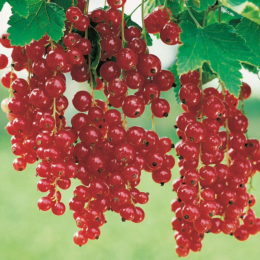 Buske Rödavinbär Stam Röda Holländska Omnia Garden 40-60 sth