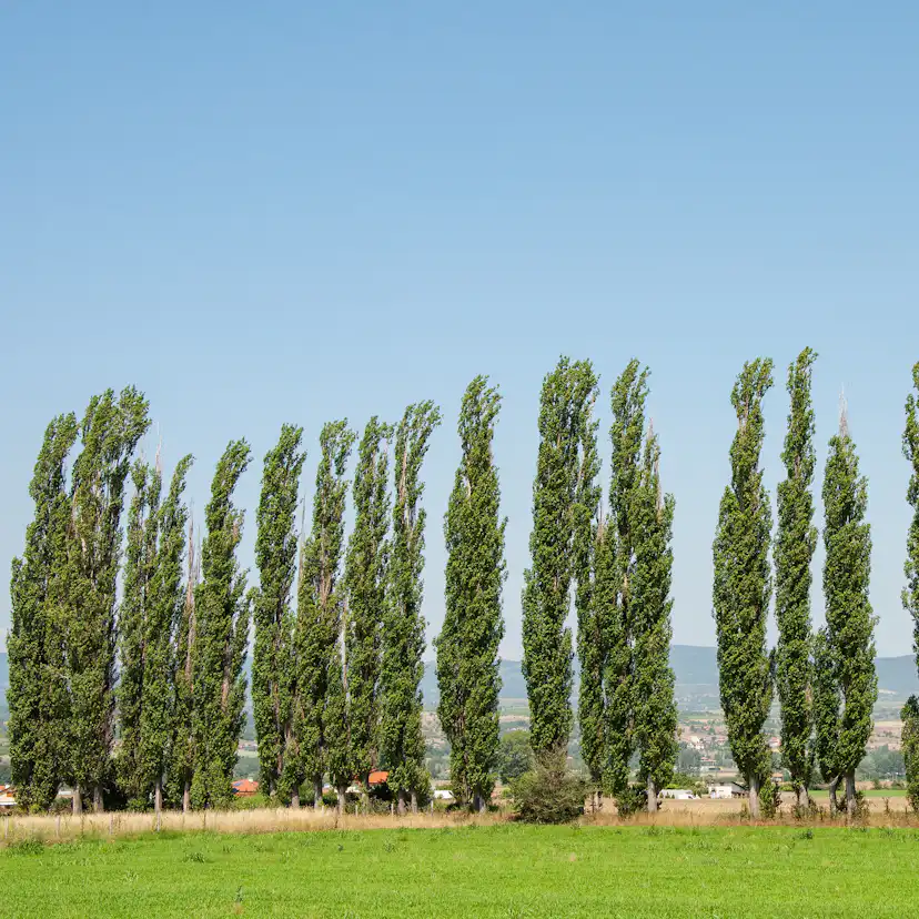 Italiensk Pelarpoppel Omnia Garden Populus Nigra Italica