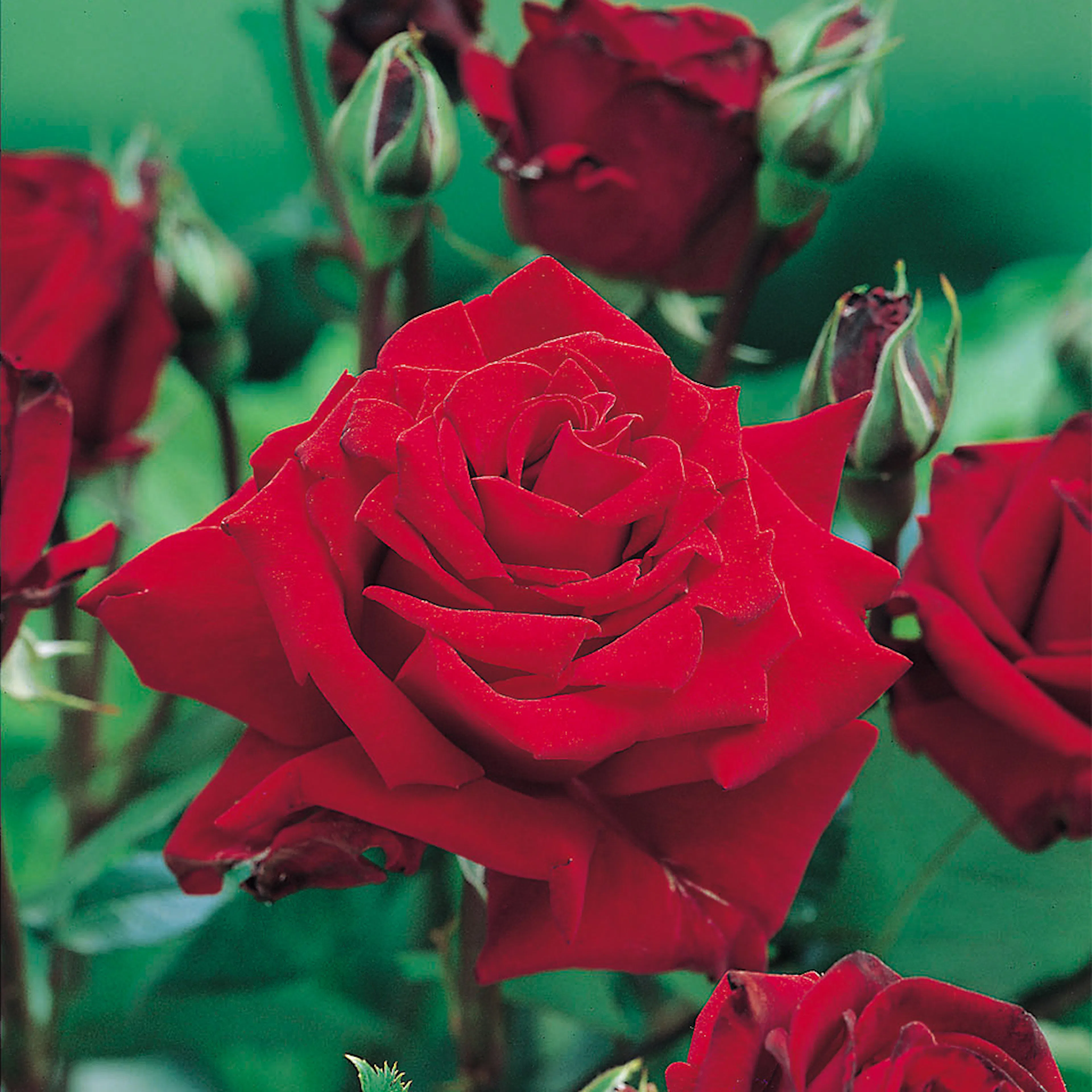 Rosa "Ingrid Bergman", 10-pack 10-pack