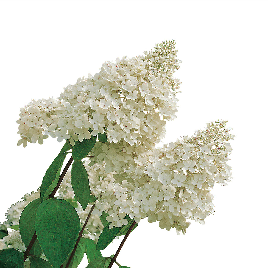 Prydnadsträd Omnia Garden Vit Hortensia - Uppstammad Syrenhortensia, 90-120 cm