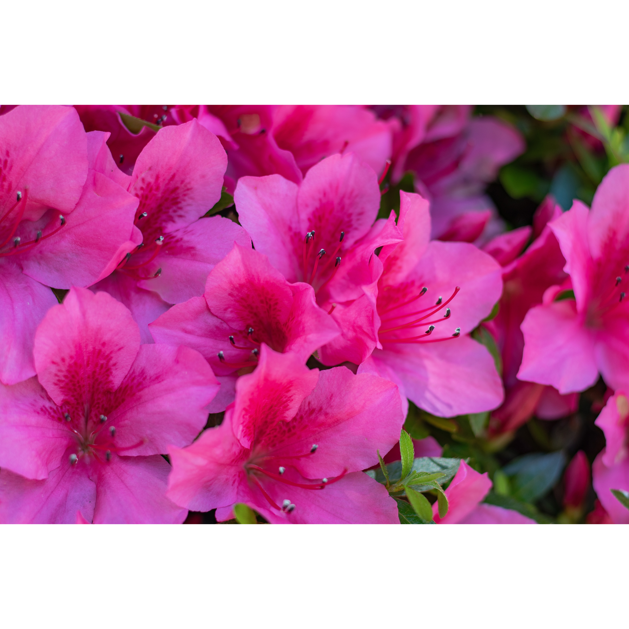 Rhododendron Azalea Omnia Garden Kermesina Rödrosa Buske 20-25 cm