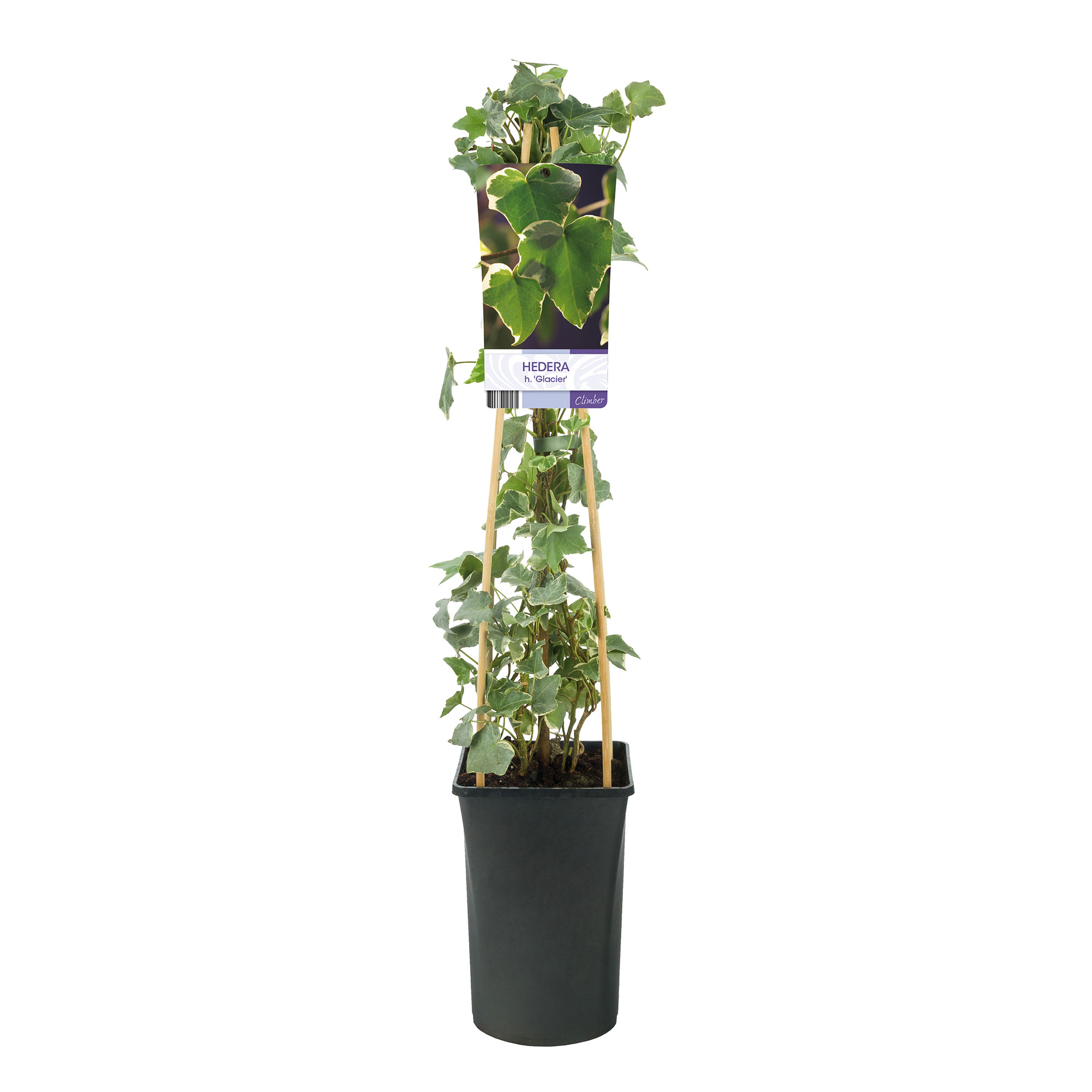 Klätterväxt Murgröna Glacier Omnia Garden 40-60 cm