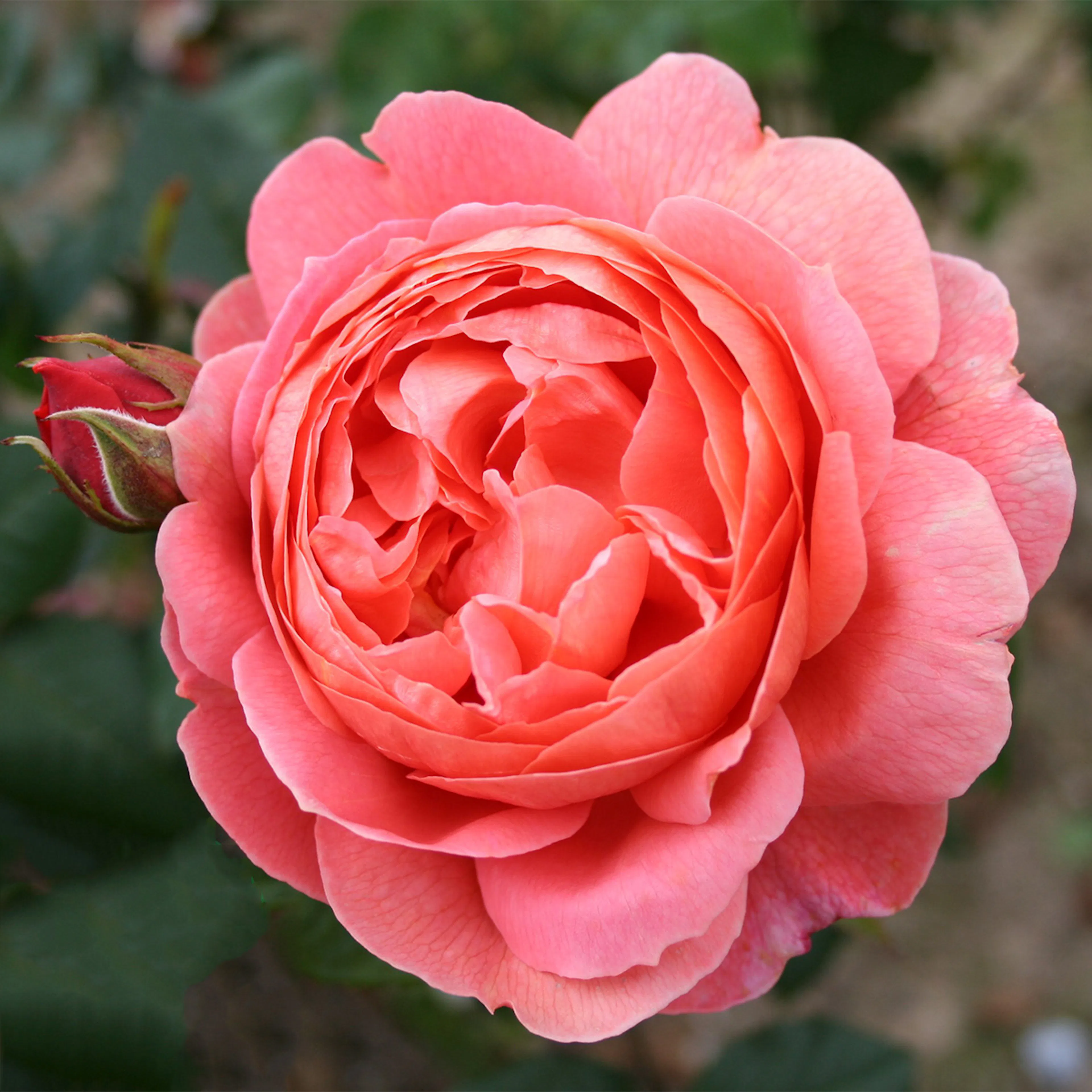 Rosa "Summer Song", 5-pack 5-pack