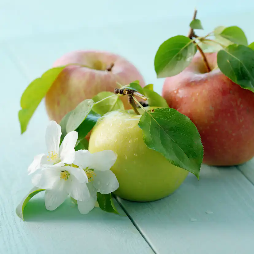 Äppelträd Omnia Garden Malus domestica