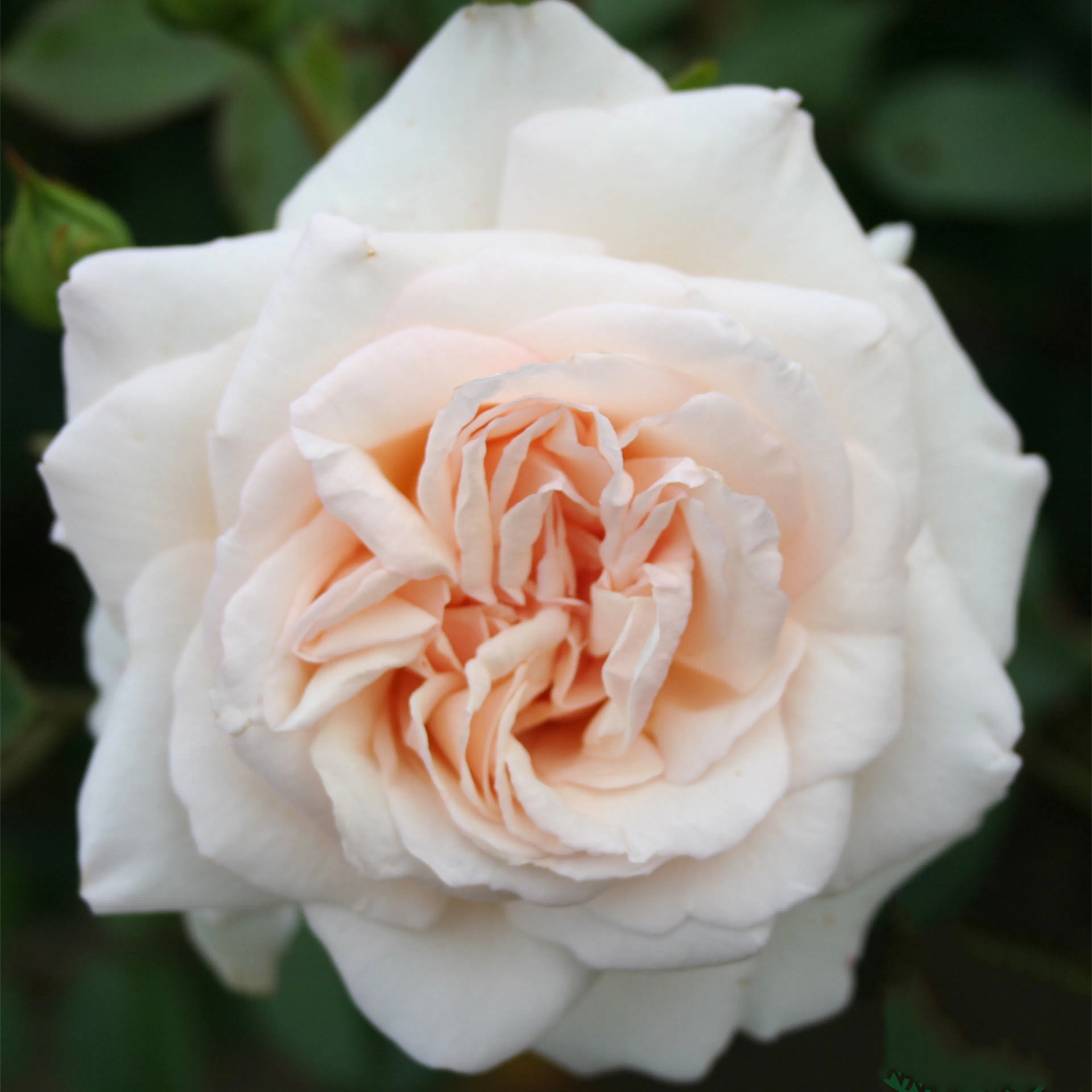 Rosa "Penny Lane", 5-pack 5-pack
