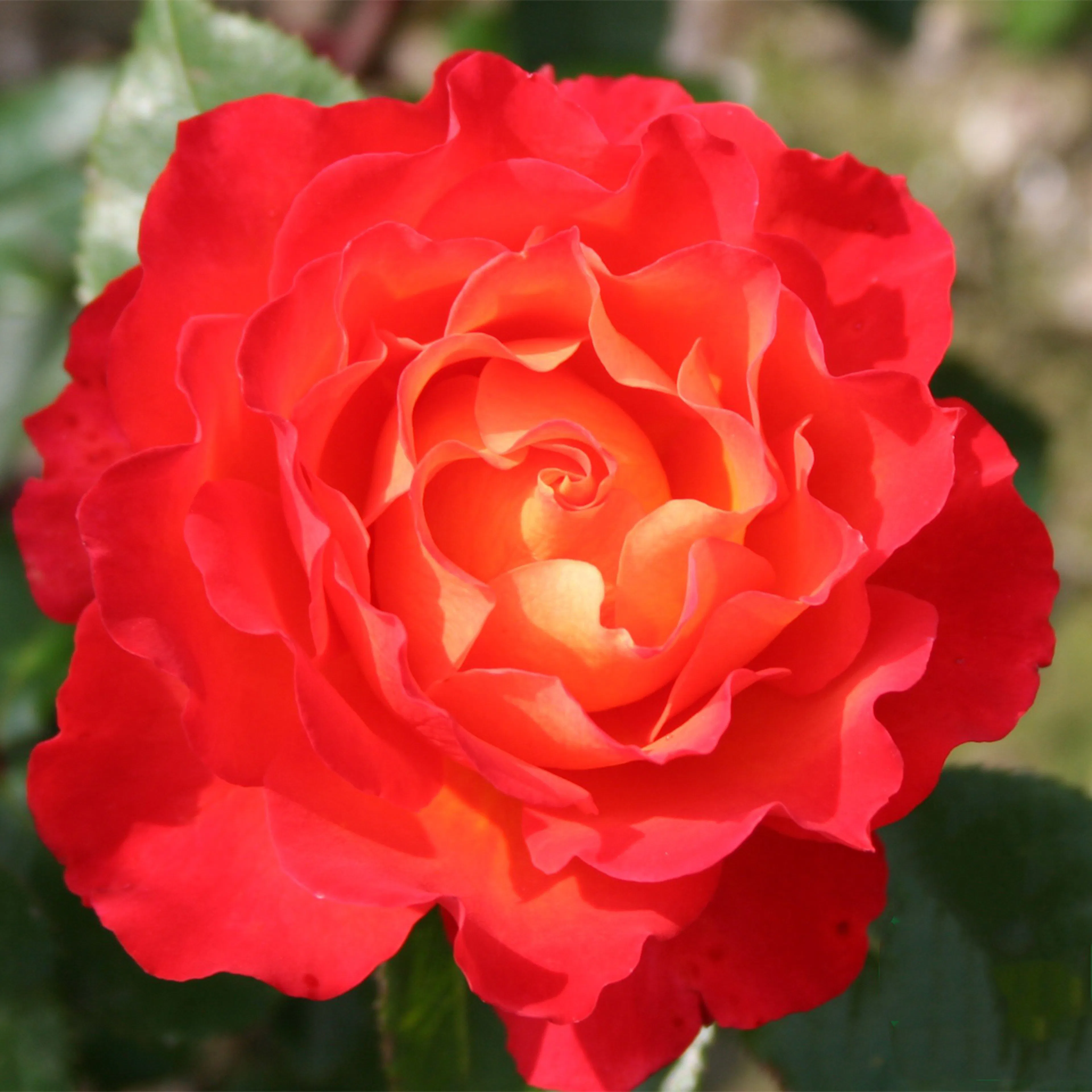 Rosa "David® Rosenmager", 5-pack 5-pack
