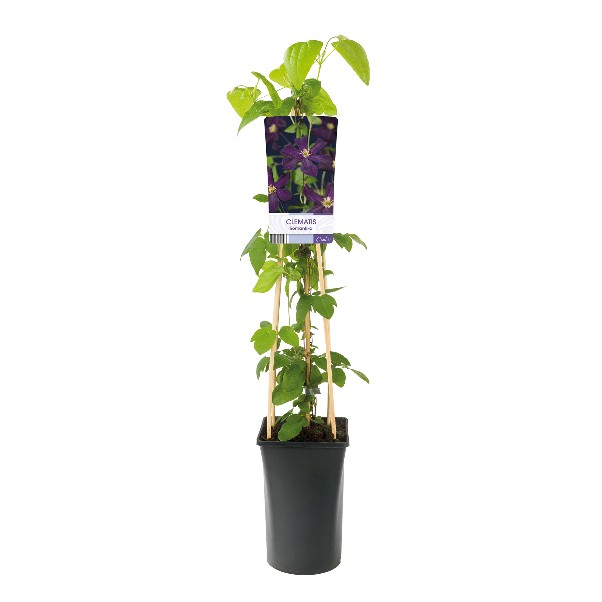 Klätterväxt Purpur Jackmanii Klematis Omnia Garden 40-60 cm