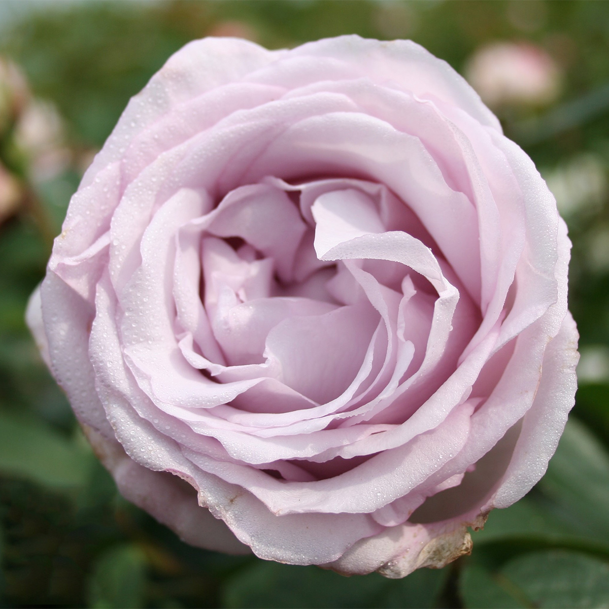 Storblommig Buskros Omnia Garden Bering Renaissance