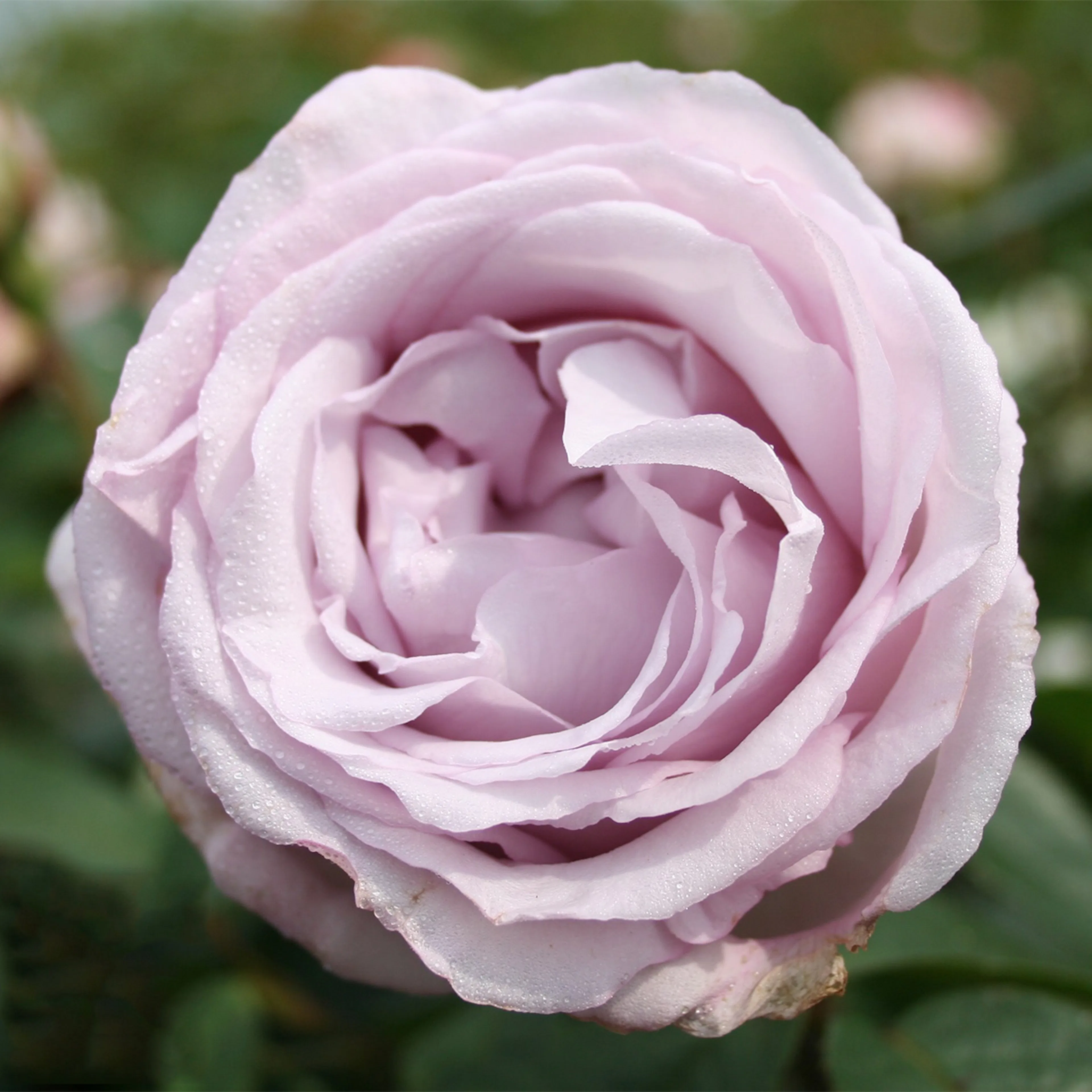 Rosa "Bering Renaissance", 10-pack 10-pack
