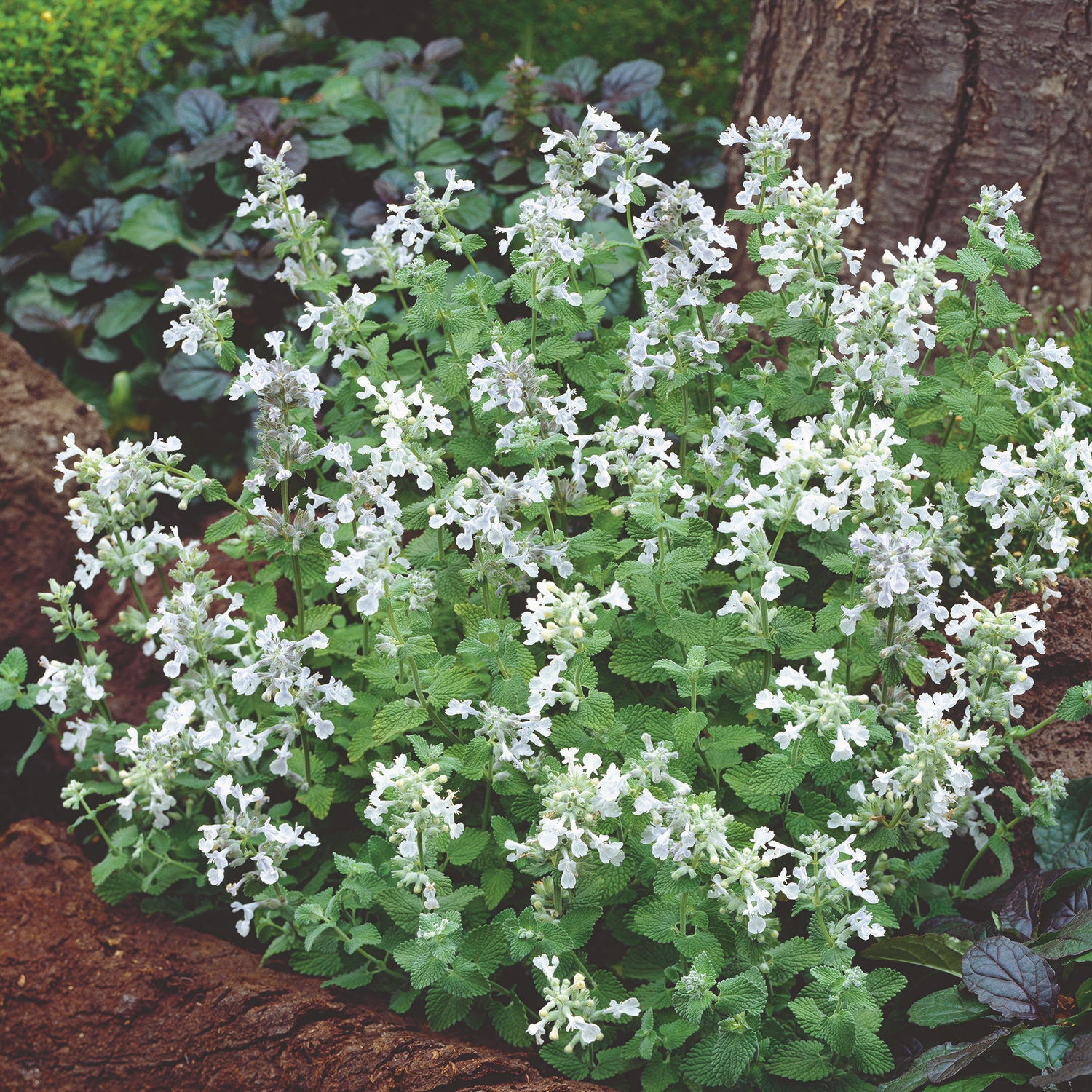 Planta Bergnepeta Omnia Garden Snowflake