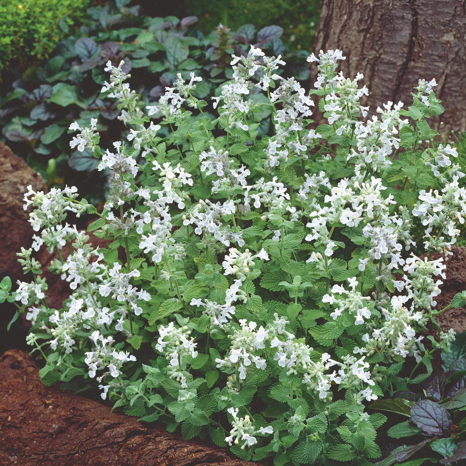Planta Bergnepeta Omnia Garden Snowflake