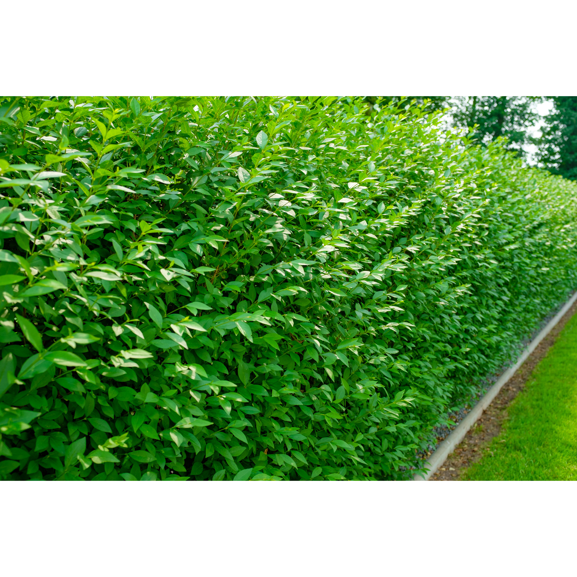 Planta Vinterliguster Liga Omnia Garden Krukodlade