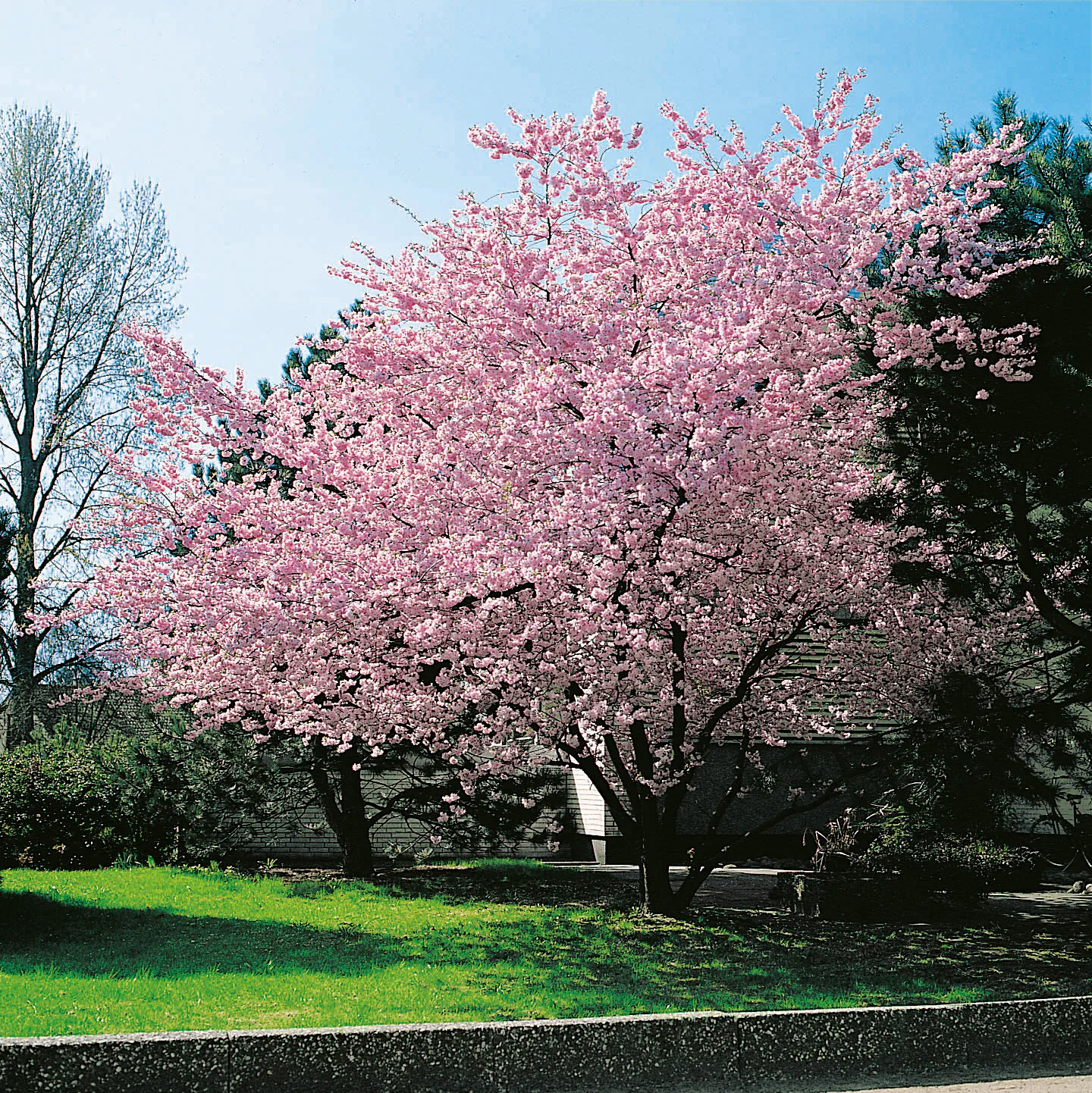 Prydnadskörsbär Omnia Garden Accolade, Rosa Blomning, 100-120 cm