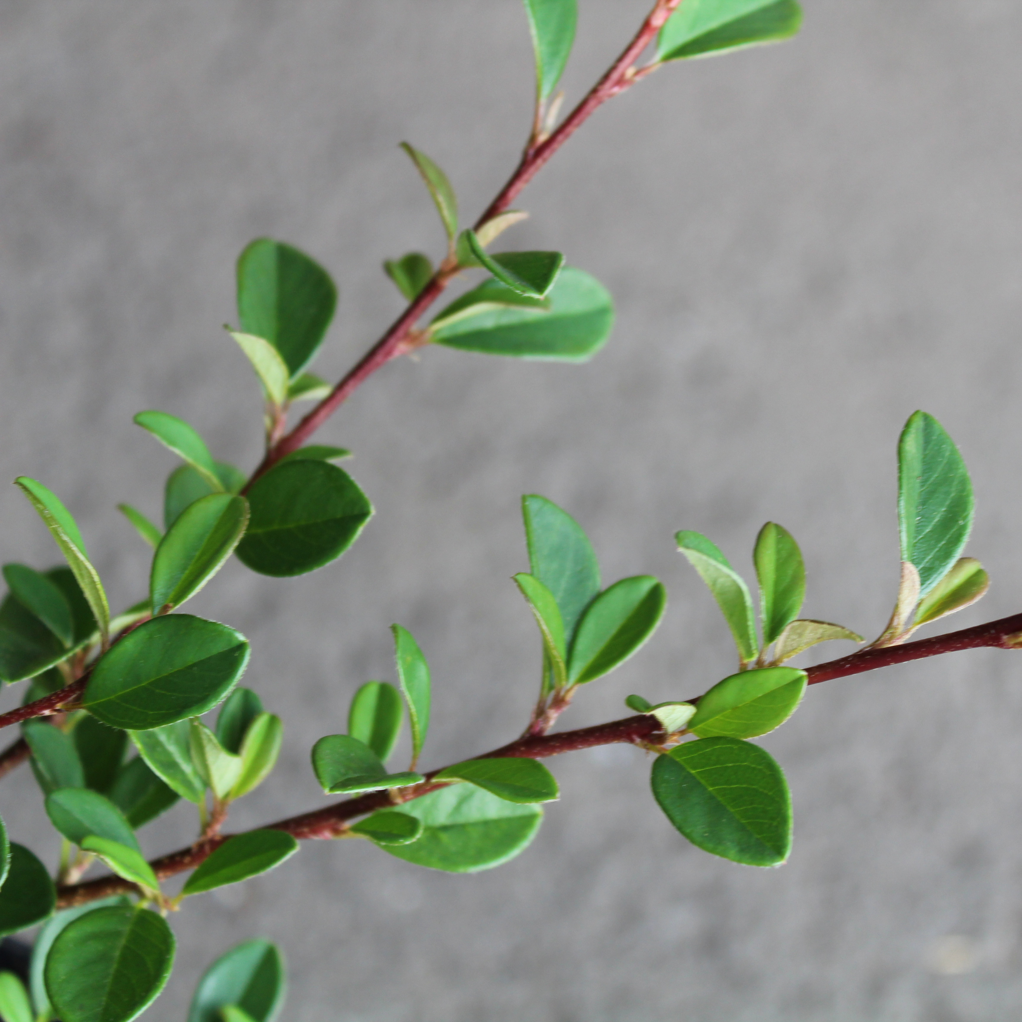 Marktäckare Omnia Garden Småbladig Krypoxbär