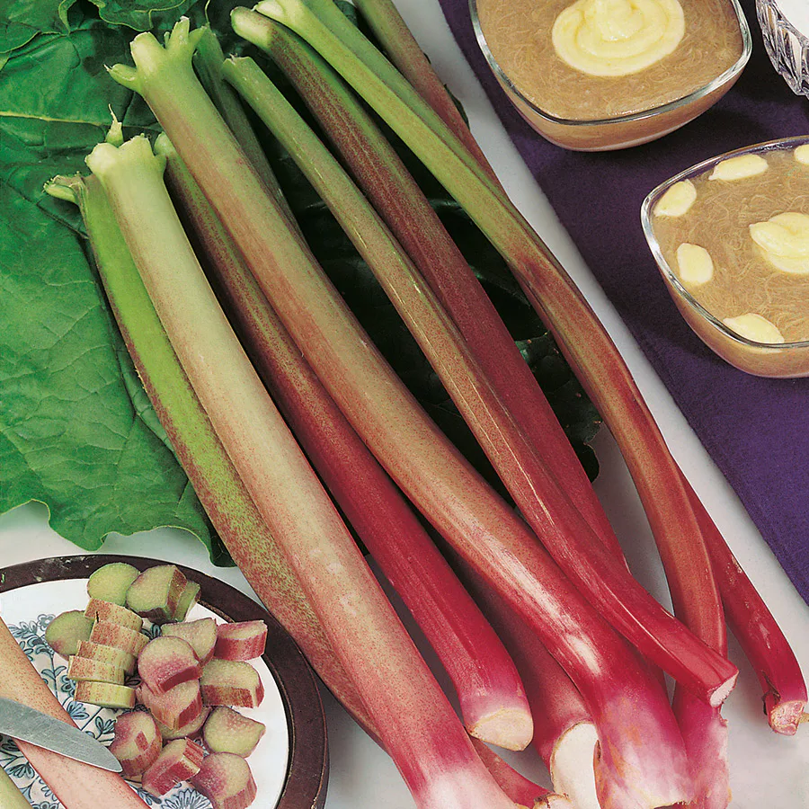 Rabarber Victoria Omnia Garden 30-40 cm