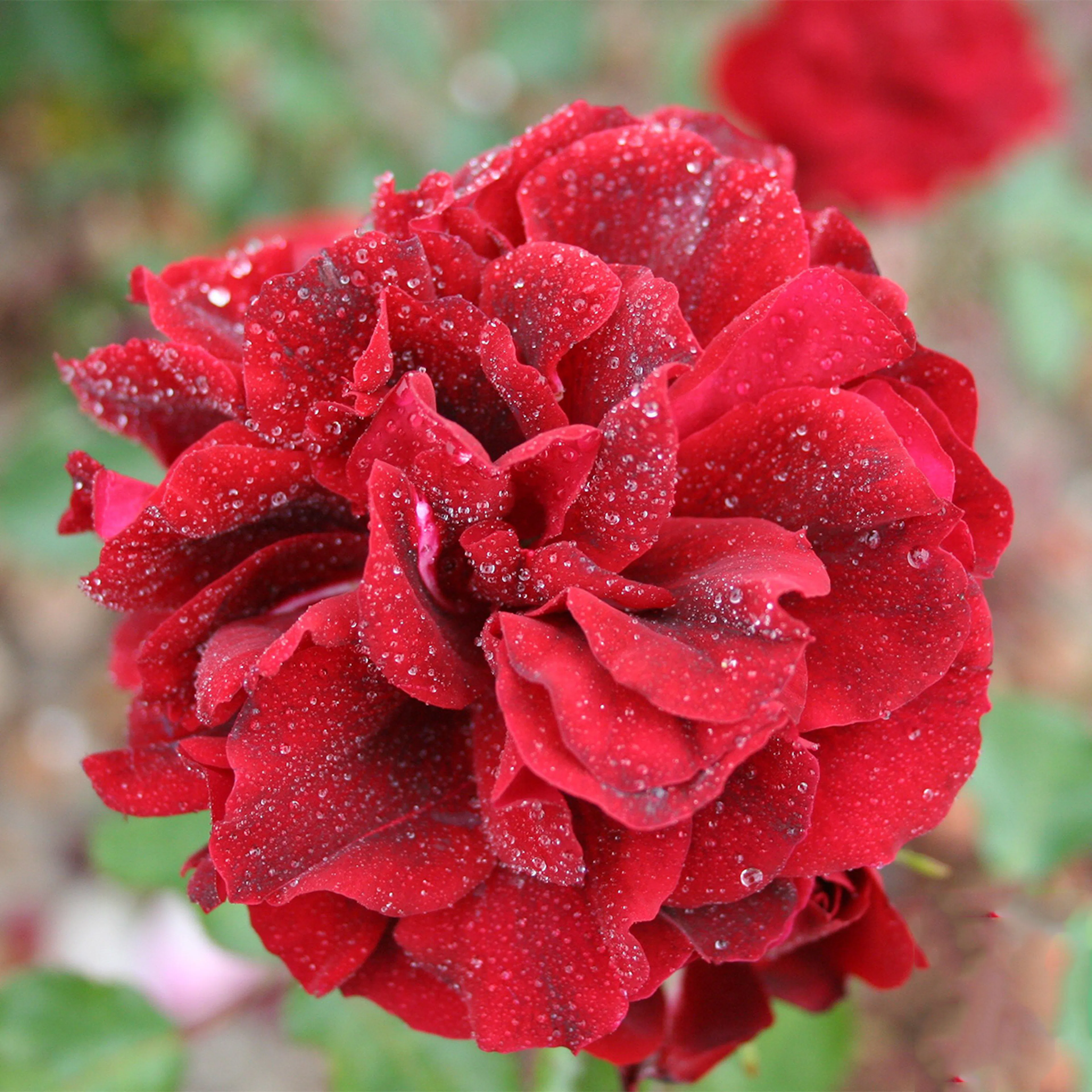 Rosa "Isabel Renaissance", 10-pack 10-pack
