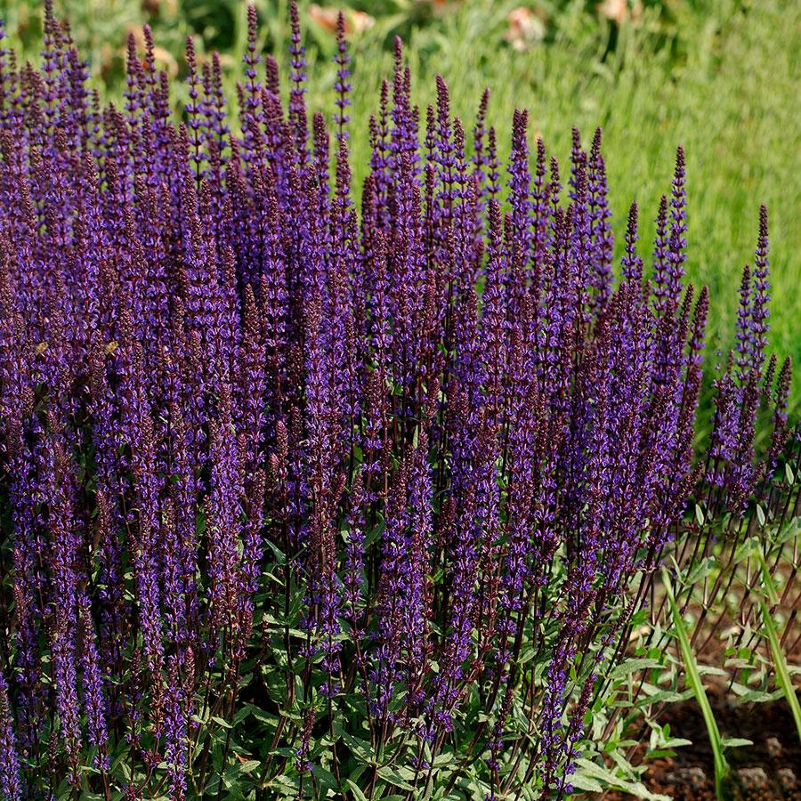 Planta Omnia Garden Stäppsalvia Caradonna