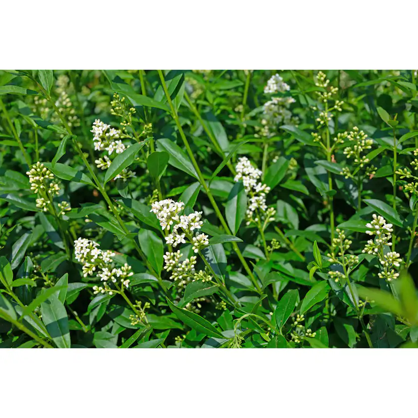 Planta Vinterliguster Atrovirens Omnia Garden Krukodlade