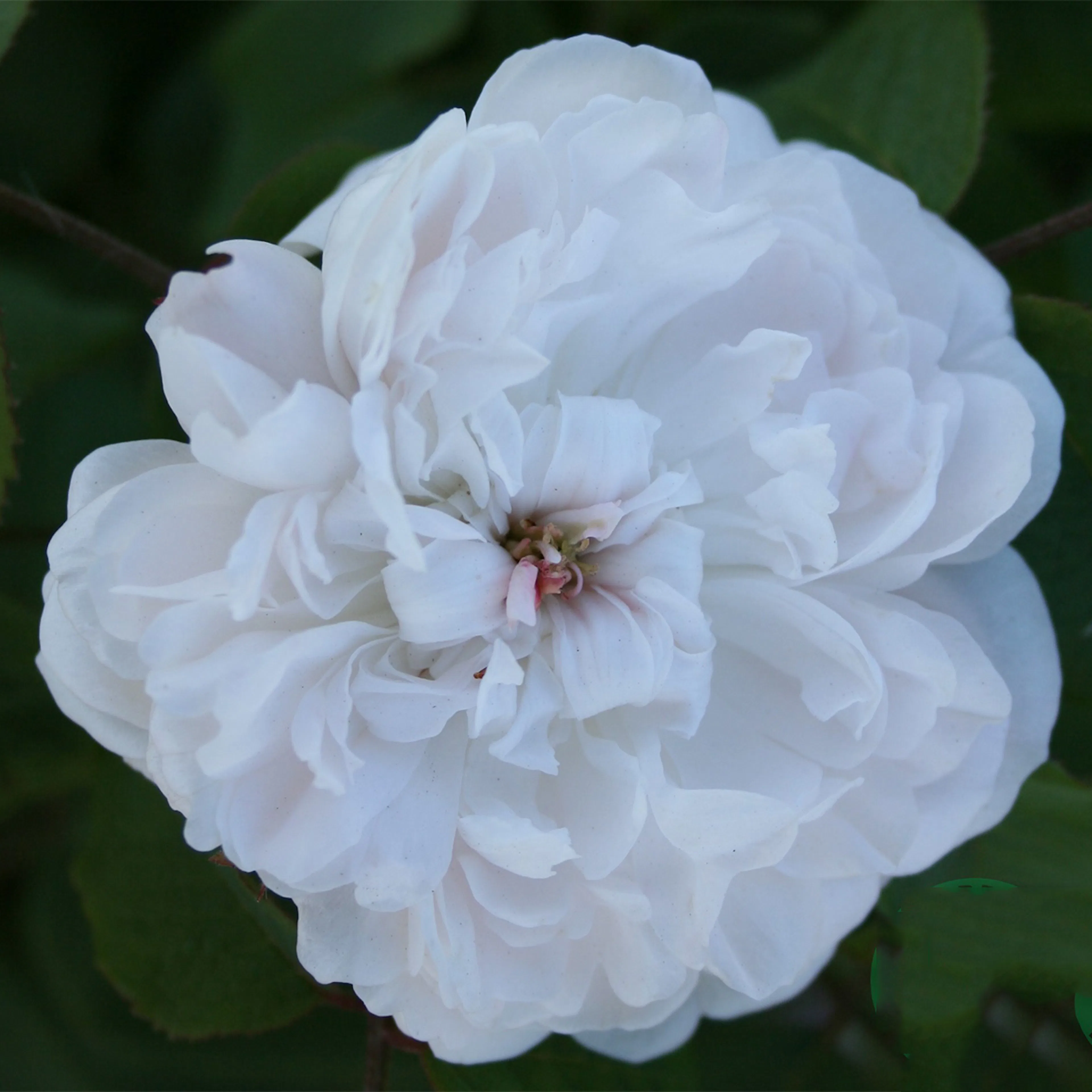Rosa "White Jacques Cartier", 5-pack 5-pack