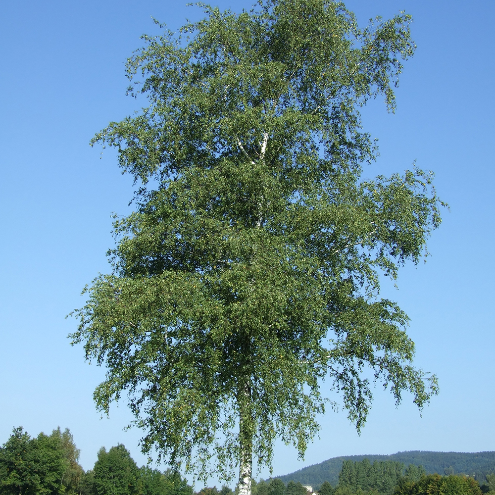 Prydnadsträd Vårtbjörk Omnia Garden 125-150 cm