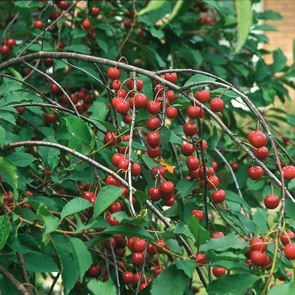 Surkörsbärträd Omnia Garden Skuggmorell Morello E