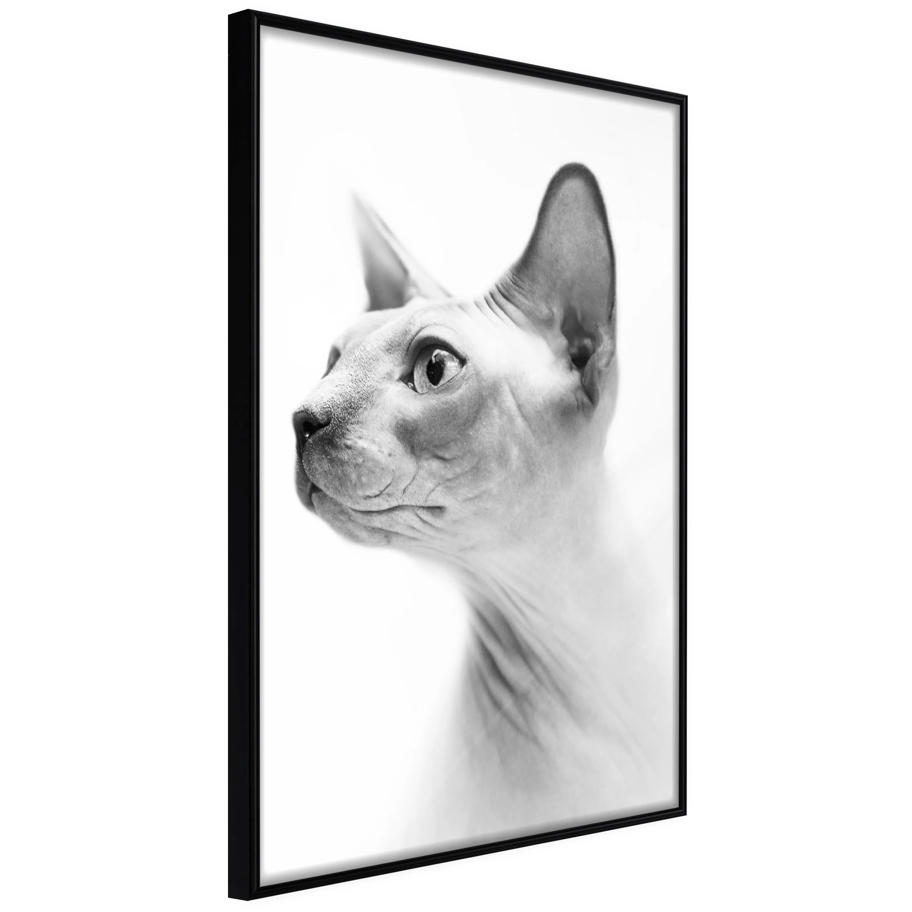 Poster Artgeist Affisch Hairless Cat