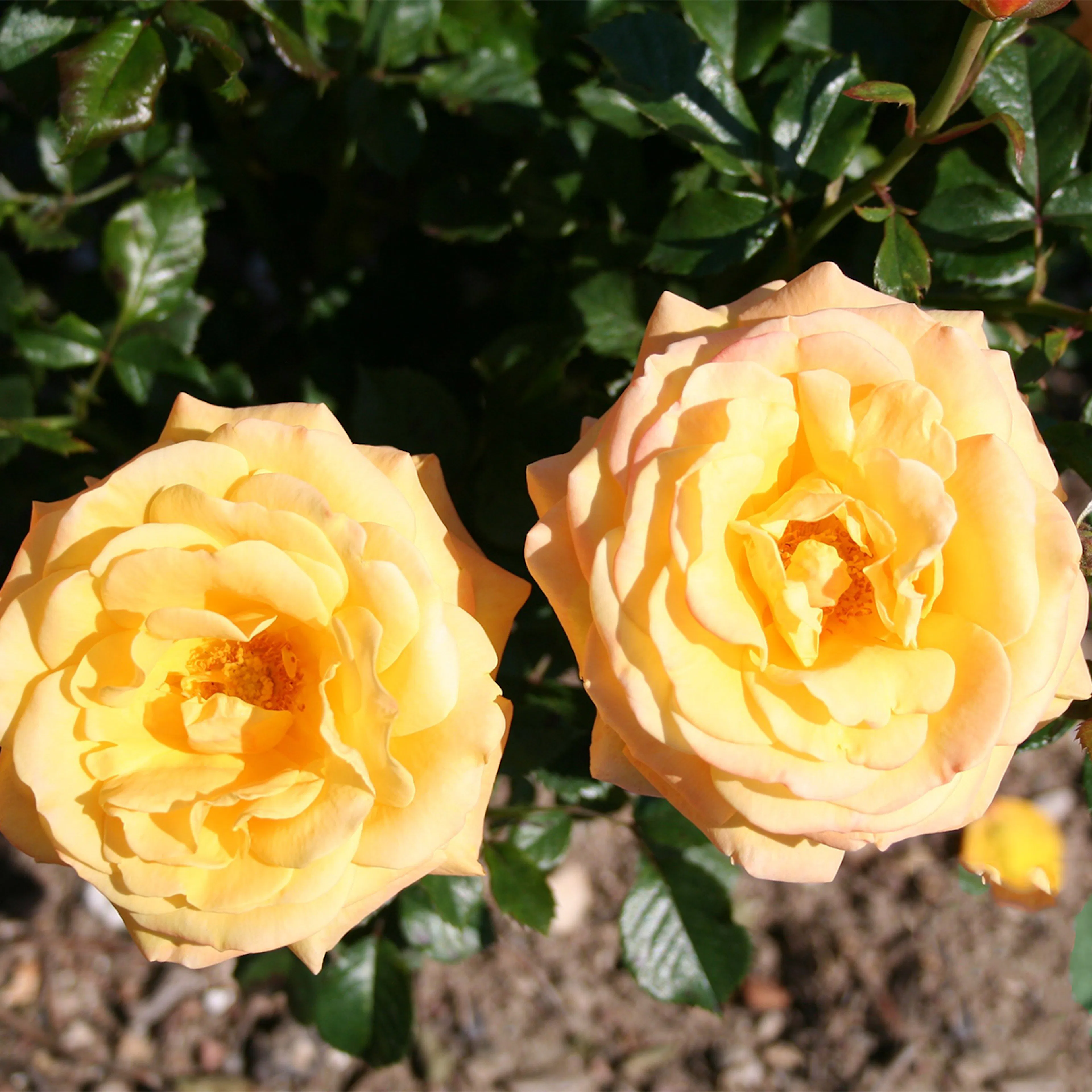 Rosa "Amber Flush", 10-pack 10-pack