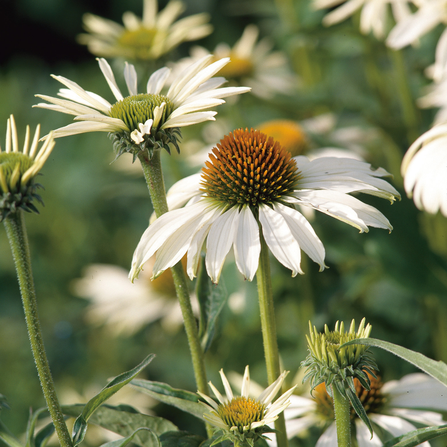 Planta Solhatt Omnia Garden Rudbeckia Alba