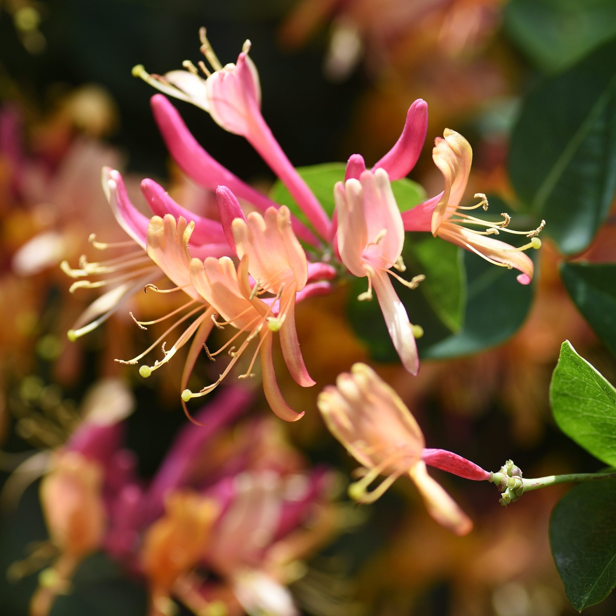 Klätterväxt Blomsterkaprifol Omnia Garden Goldflame 40-60 cm
