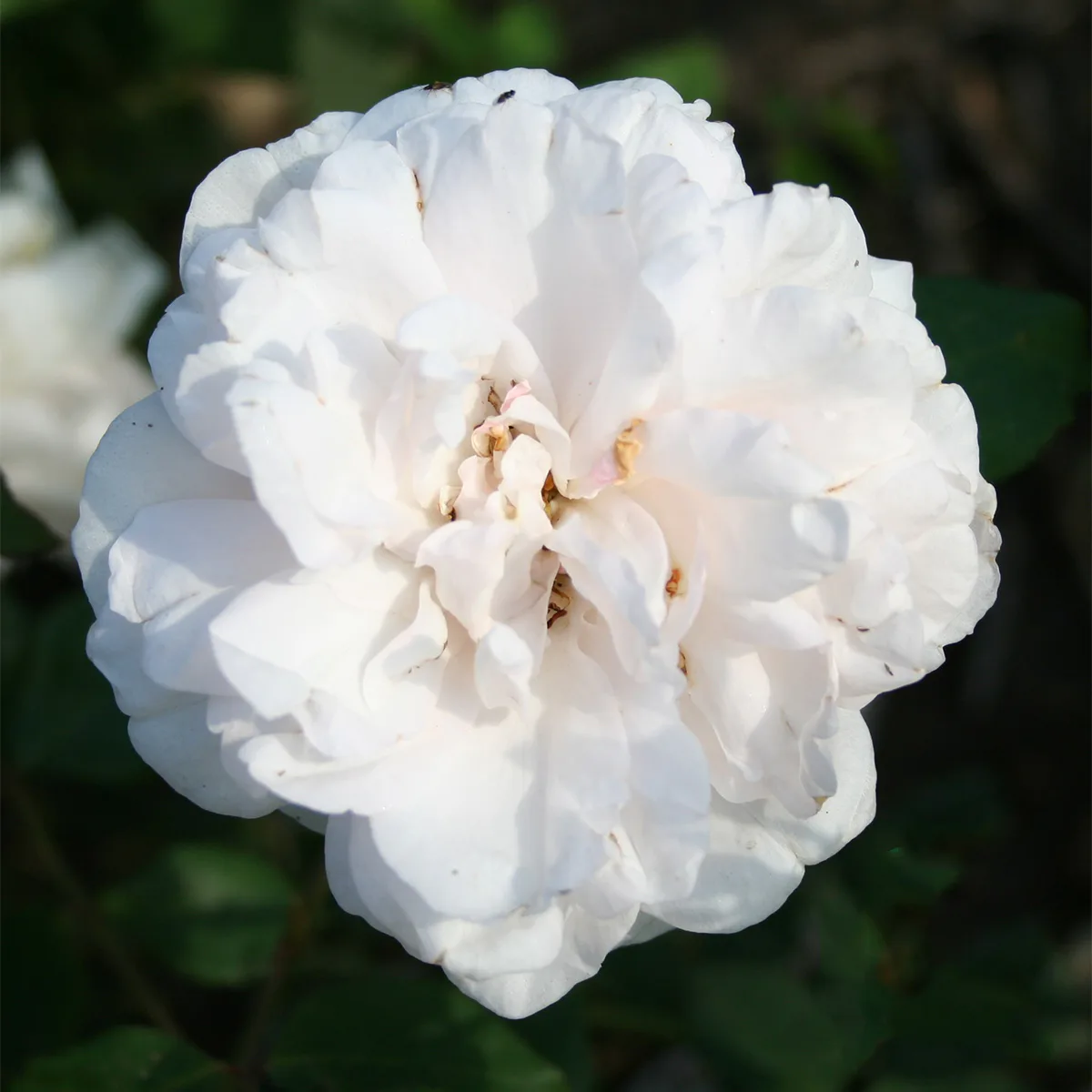 Storblommig Buskros Omnia Garden Mme Alfred Carriere