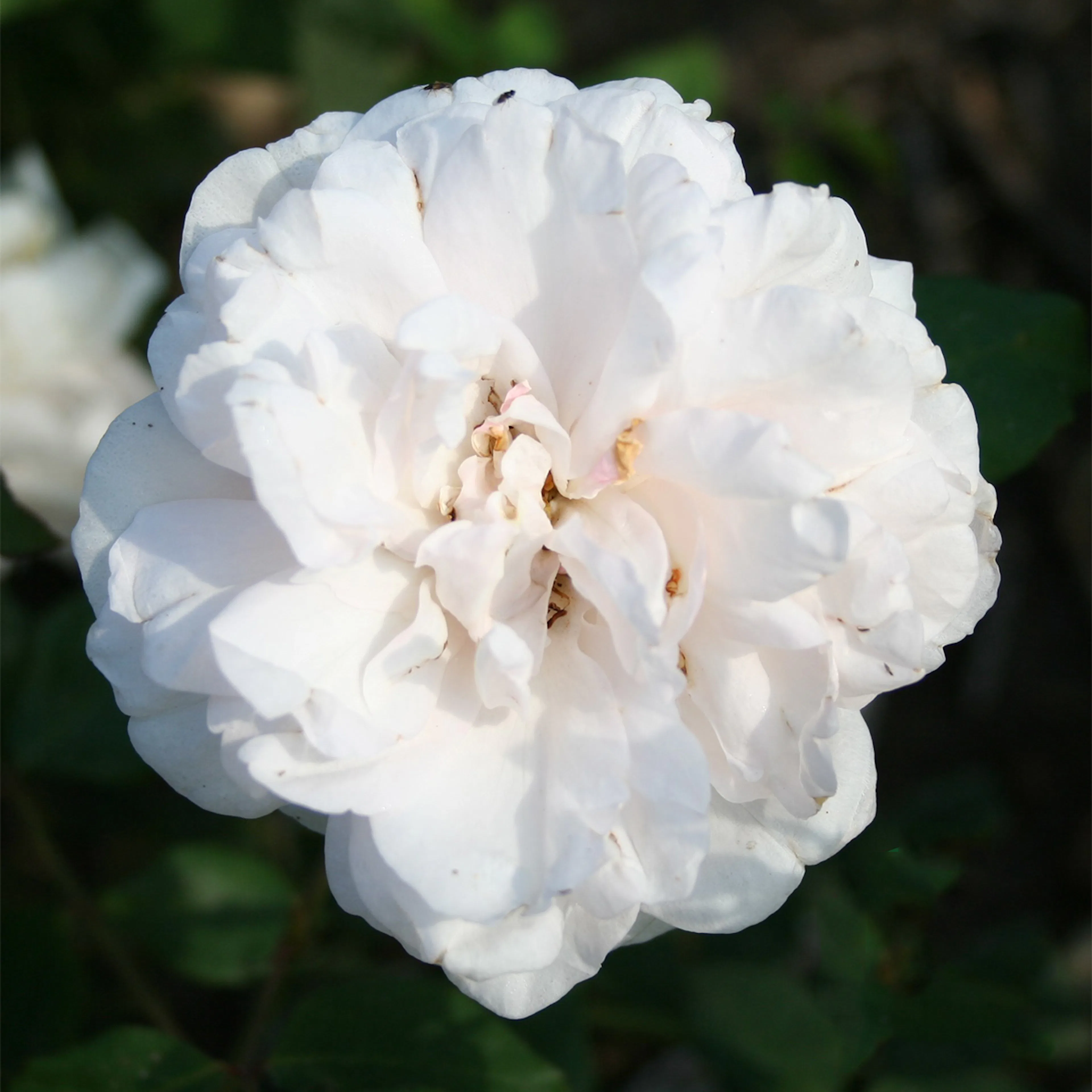Rosa "Mme Alfred Carriere", 10-pack 10-pack