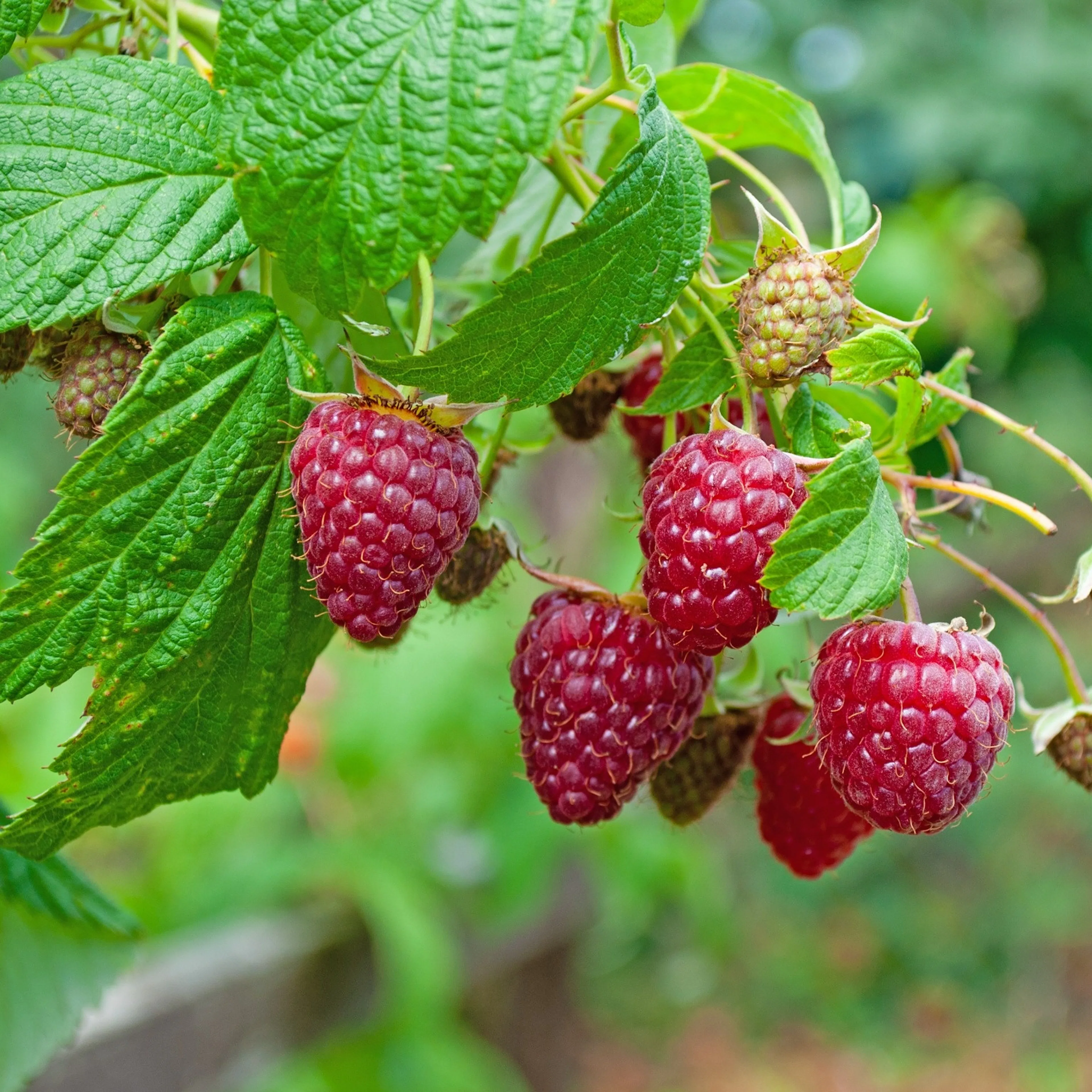 Hallon Omnia Garden Rubus Autumn Bliss E