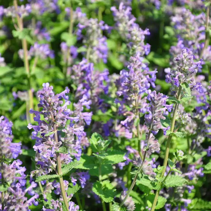 Planta Stenkyndel Omnia Garden