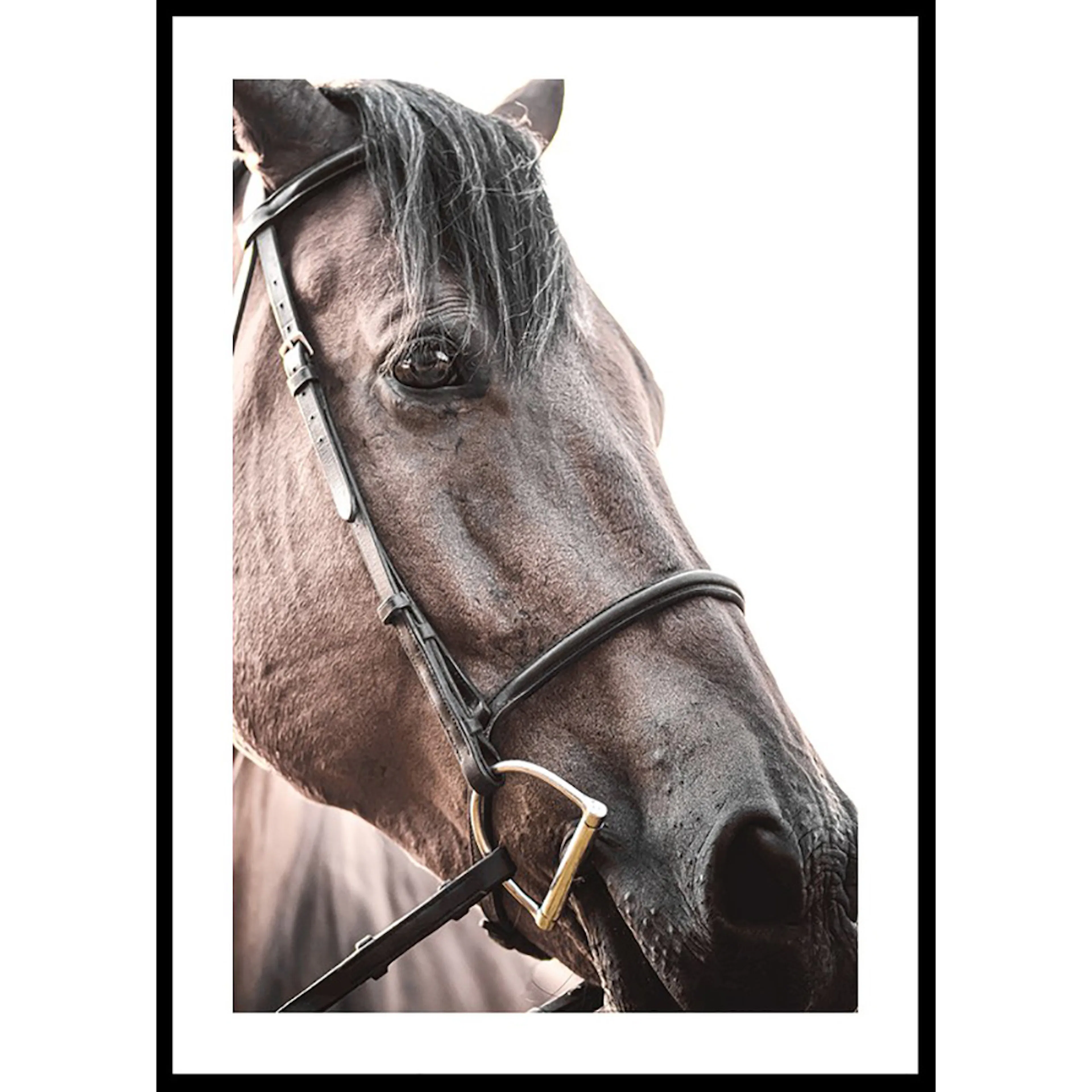 Poster Gallerix Brown Horse Up Close